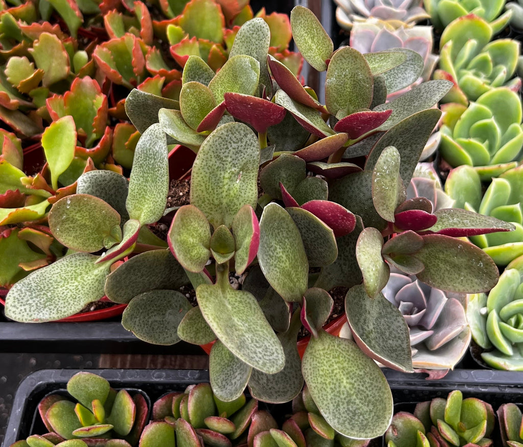 Crassula Pondo Cliff