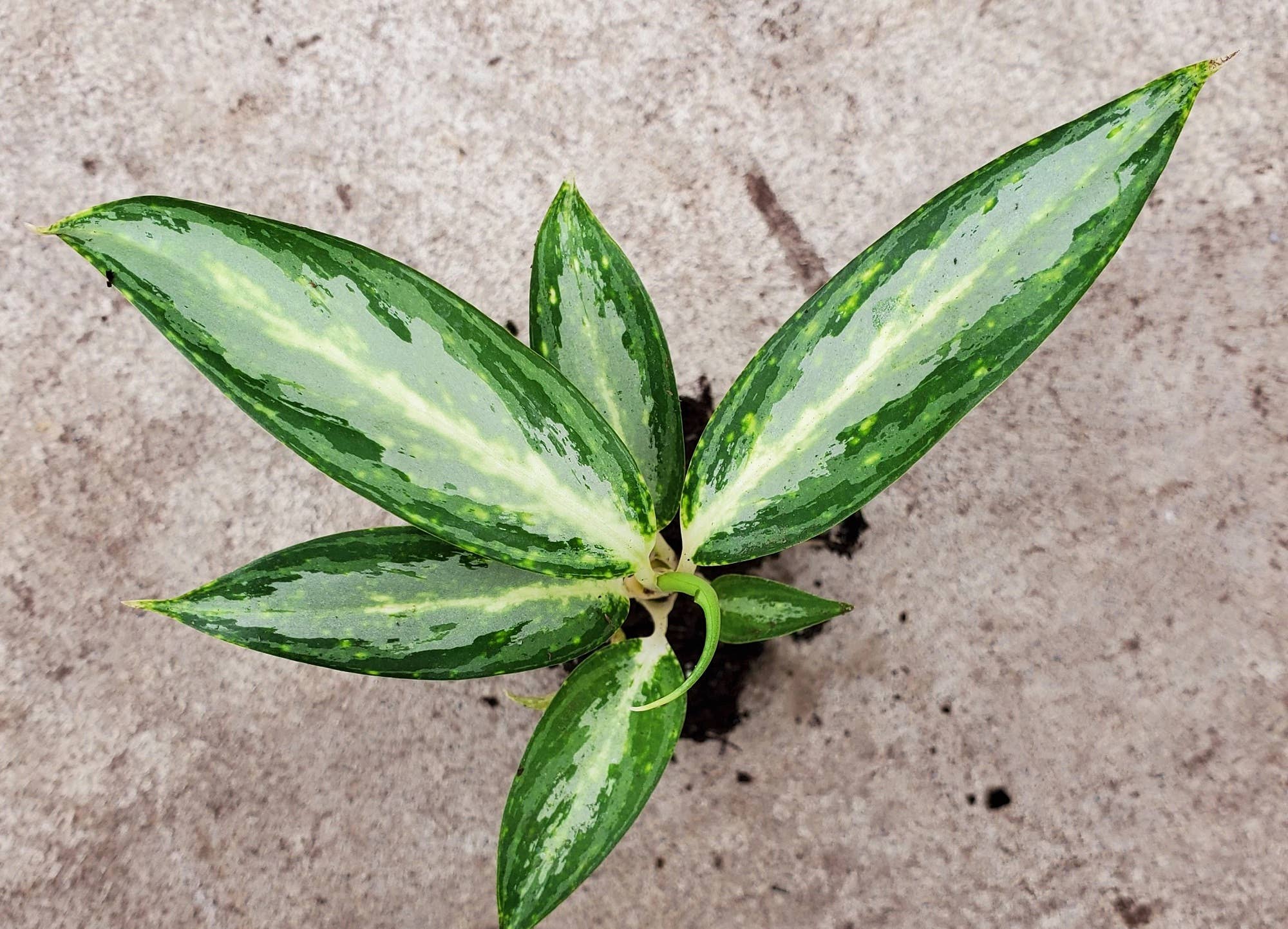 Aglaonema White Rain.