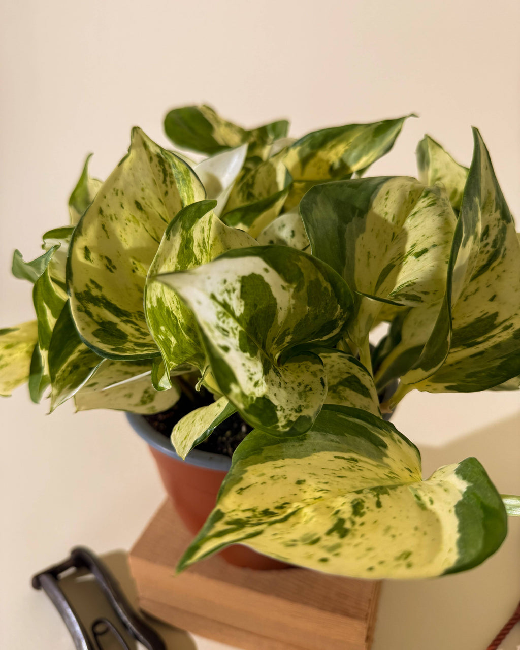 6" Epipremnum Aureum 'Manjula Compacta' (Hanging Basket)