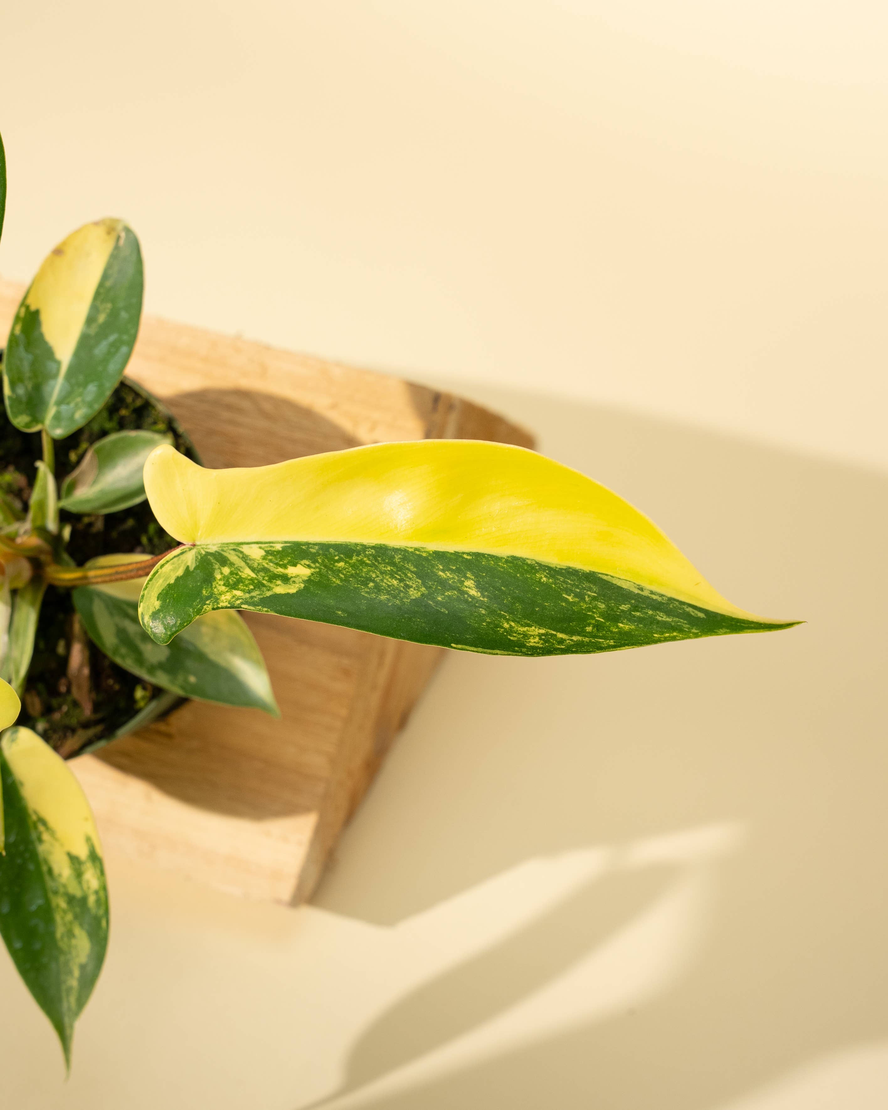 4" Philodendron Florida Beauty 'Sunrise'