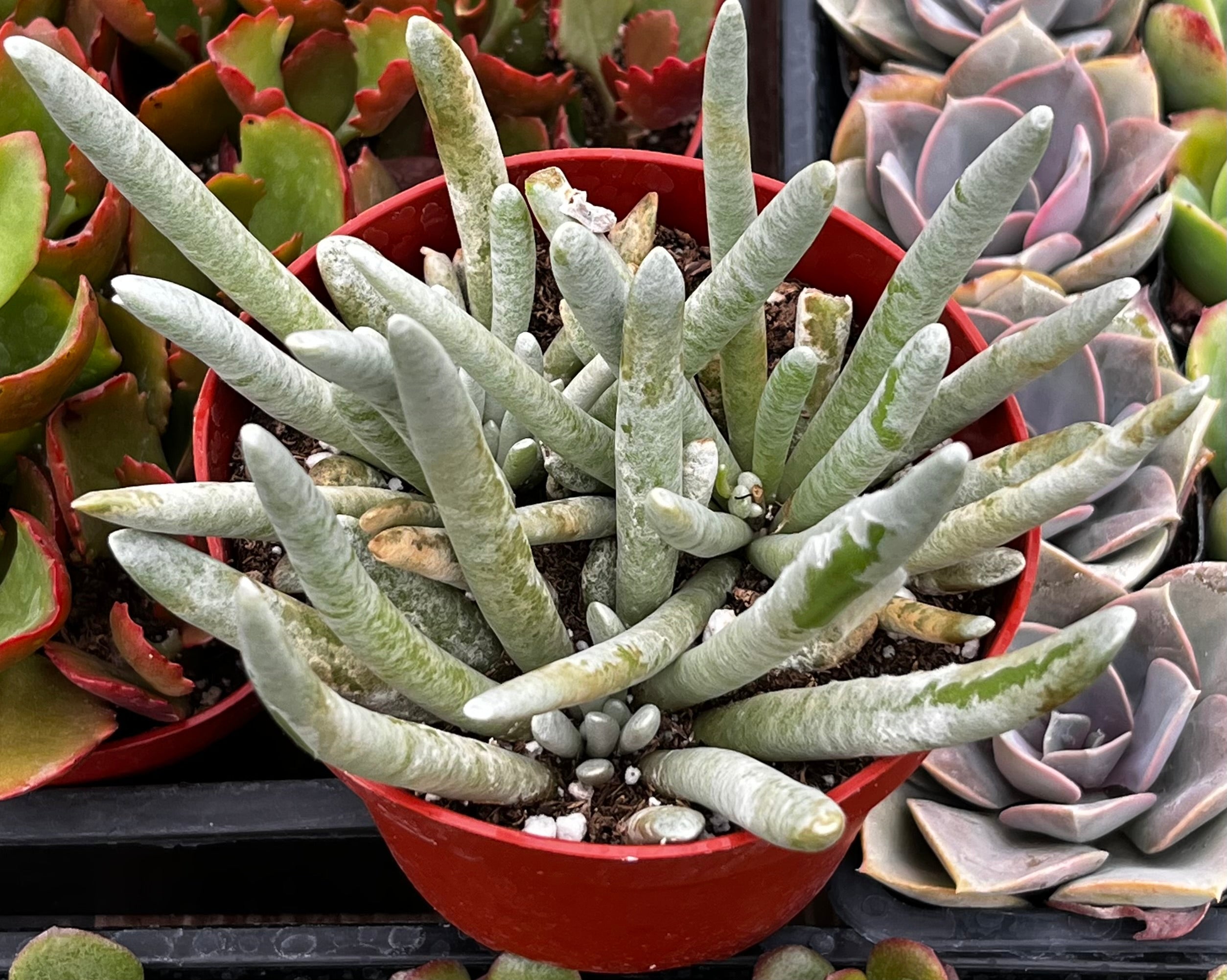 Senecio Woolly