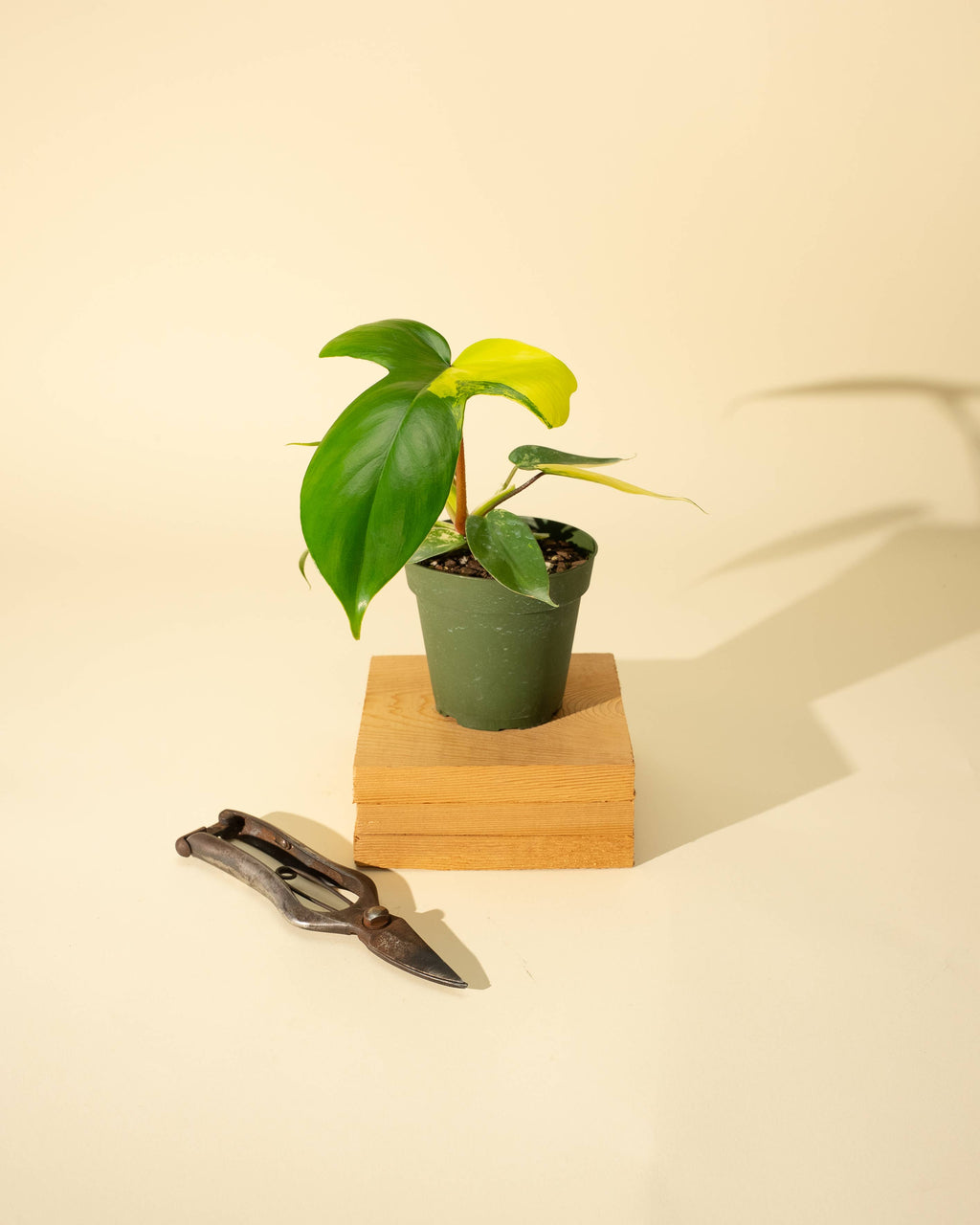 4" Philodendron Florida Beauty 'Sunrise'