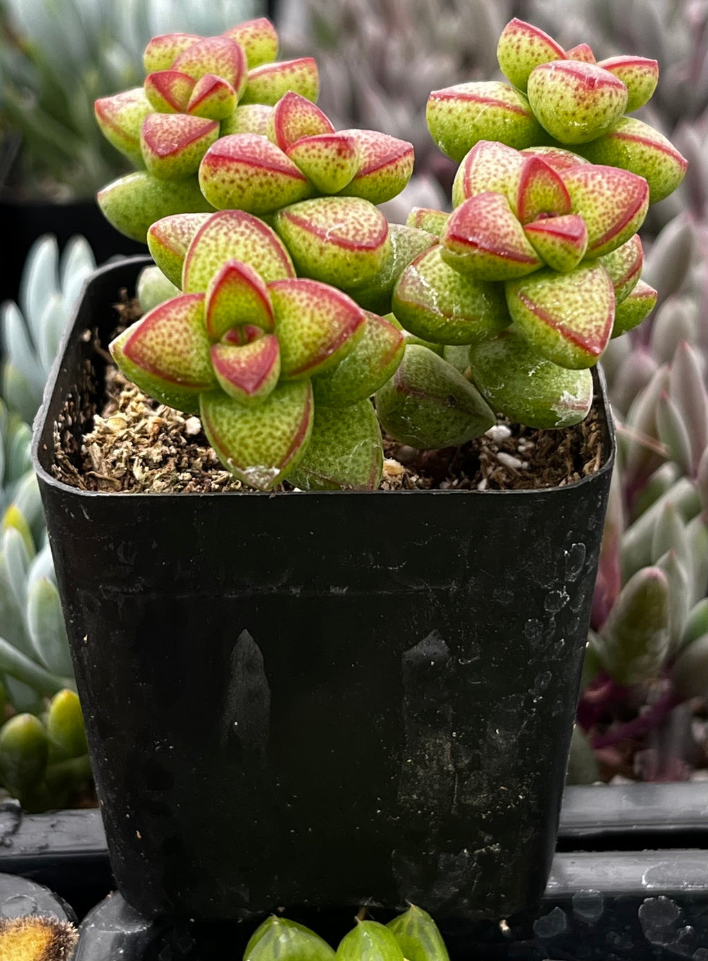 Crassula Brevifolia