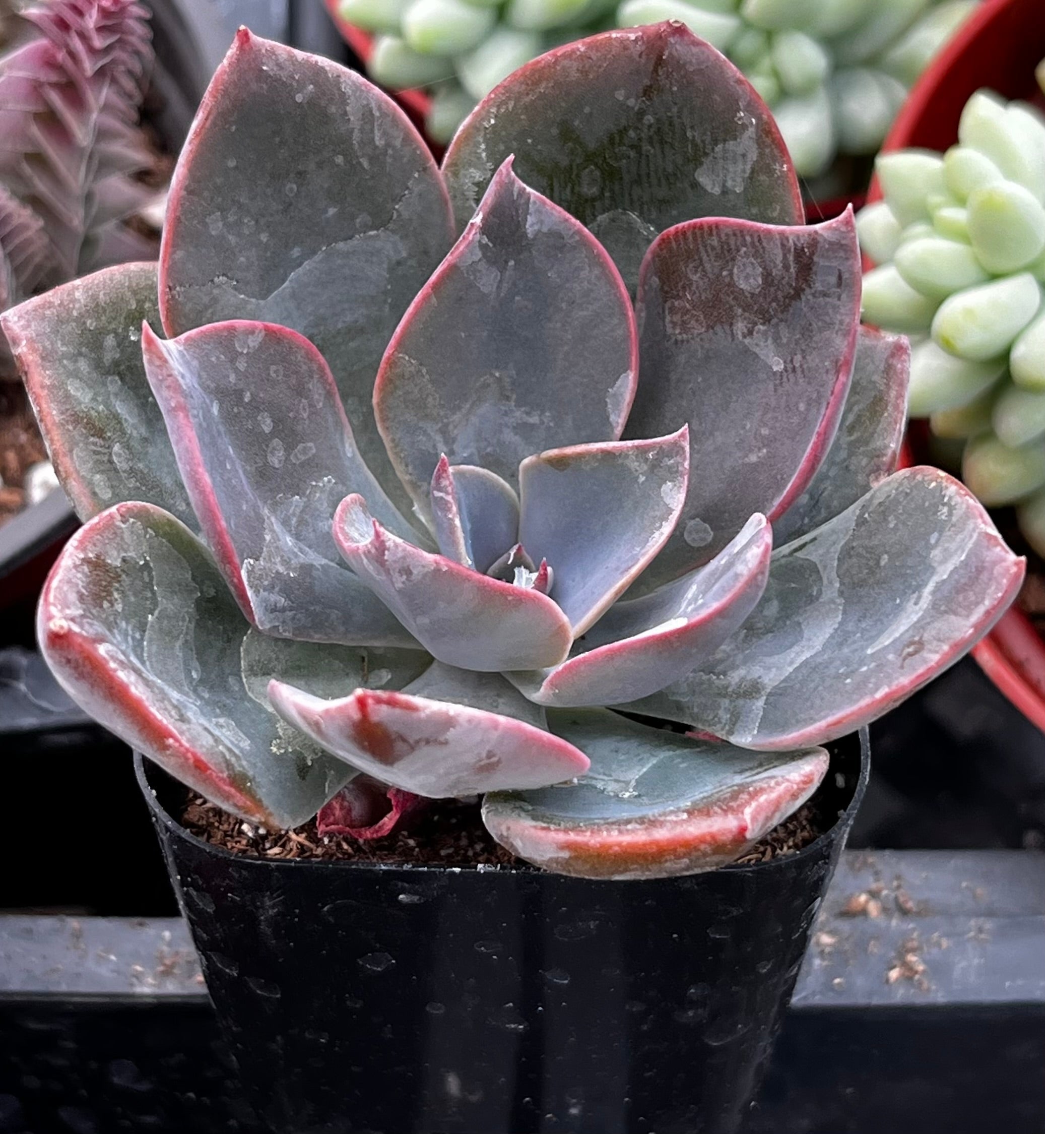 Echeveria Moon Dust Rose