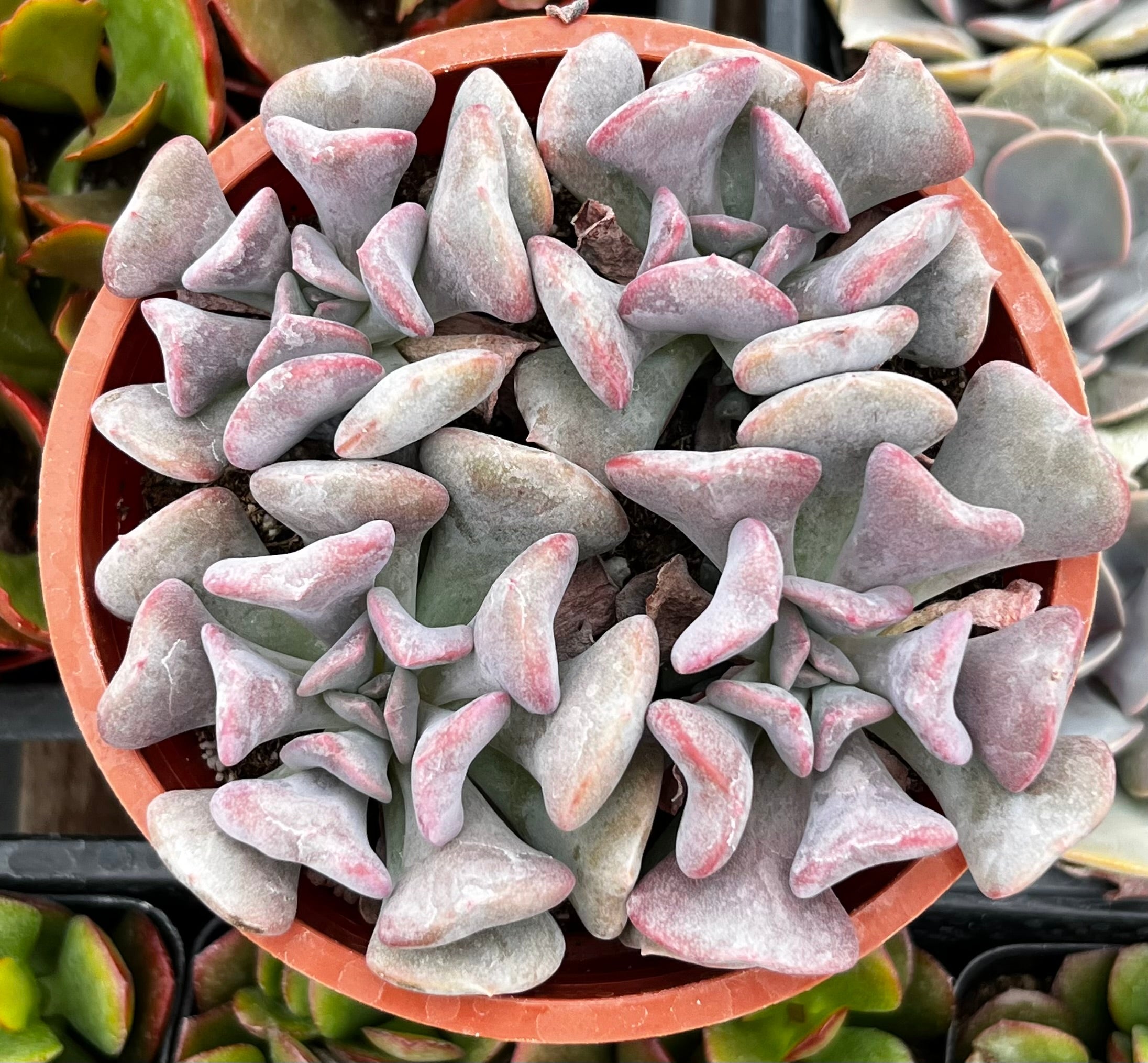 Echeveria Cubic Frost
