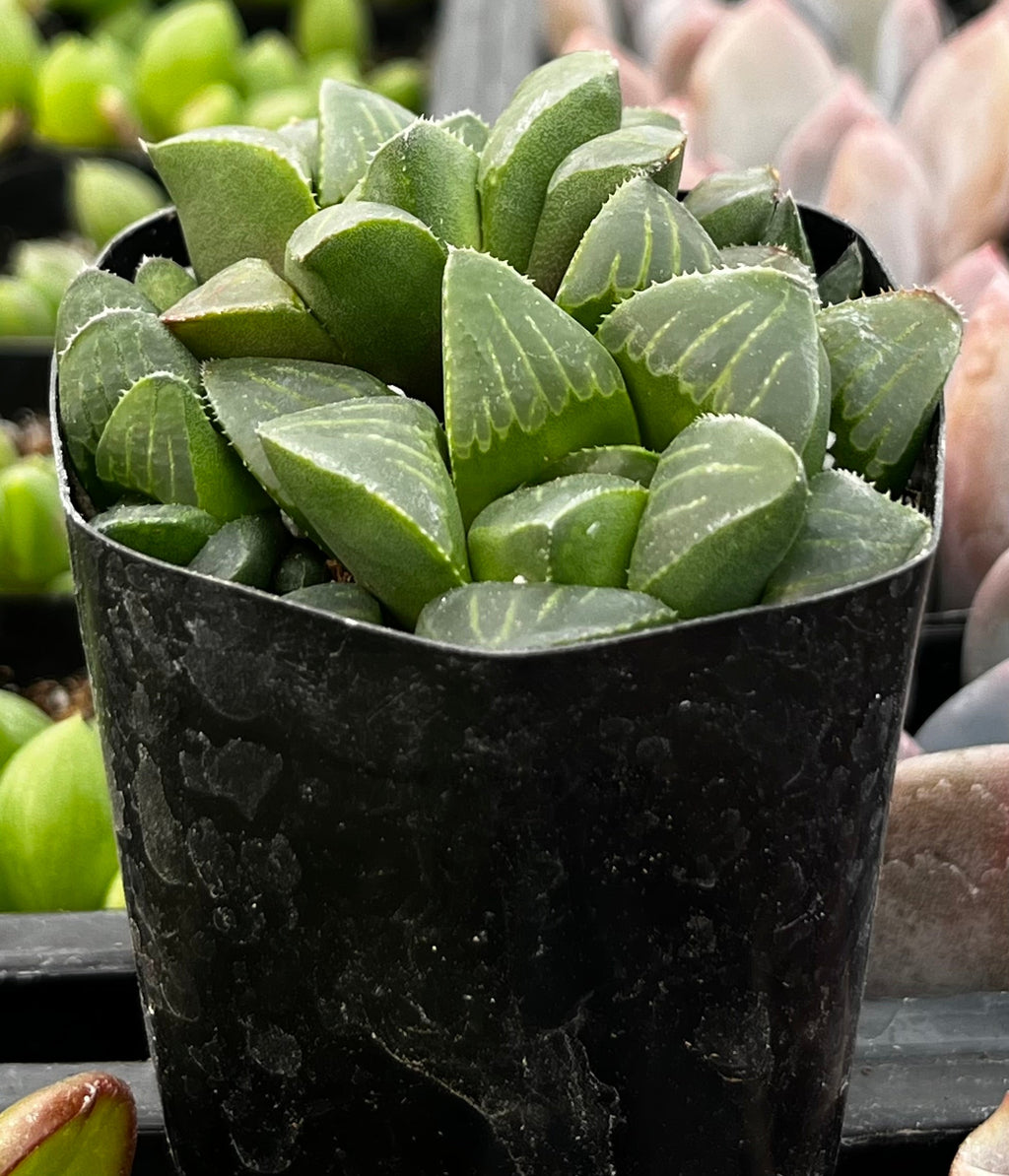 Haworthia Pygmaea