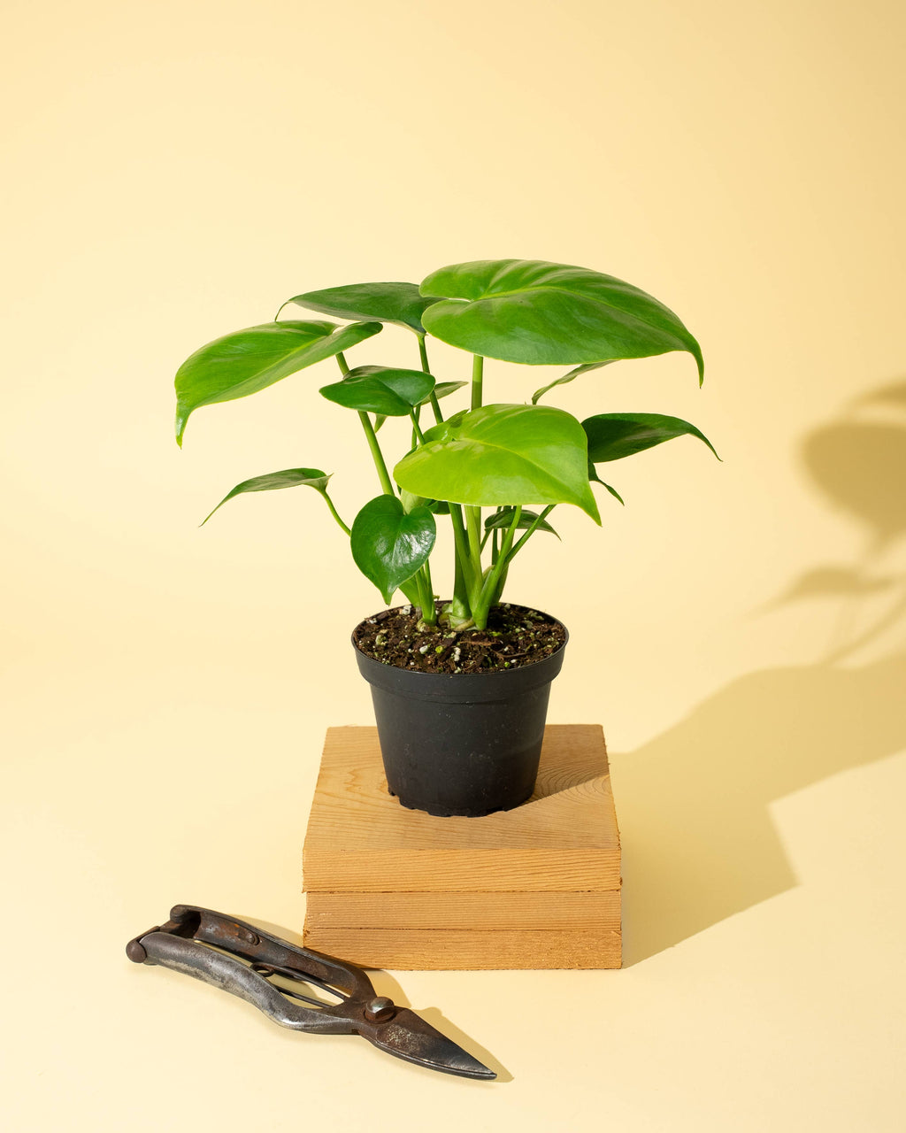 4" Monstera 'Deliciosa'