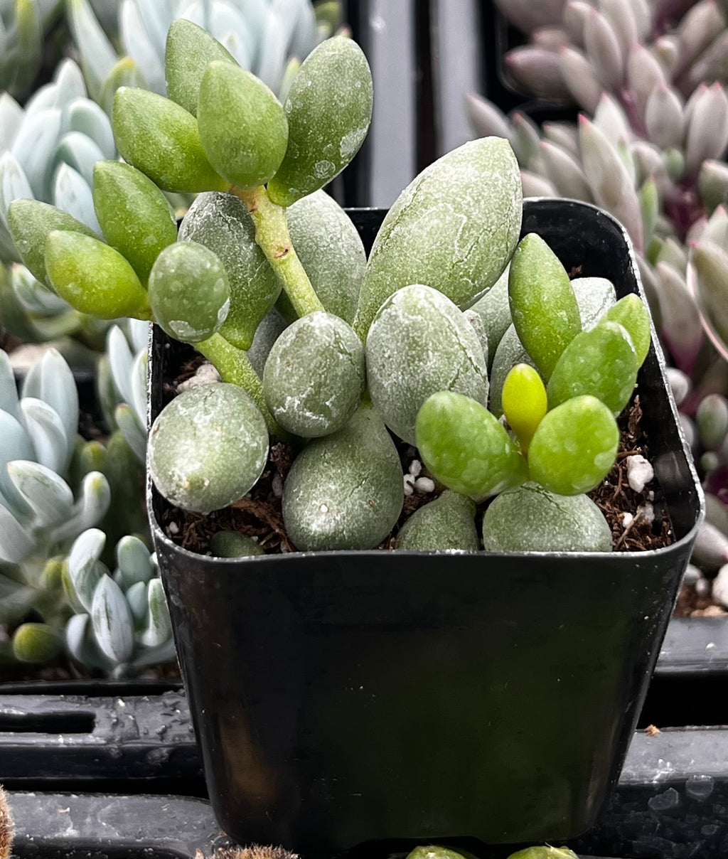 Adromischus Oviforme