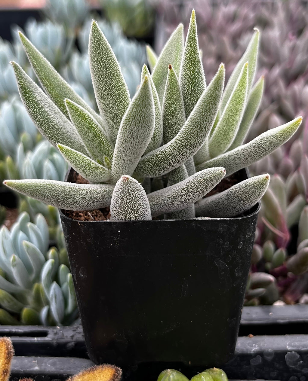 Crassula Mesembryanthemoides