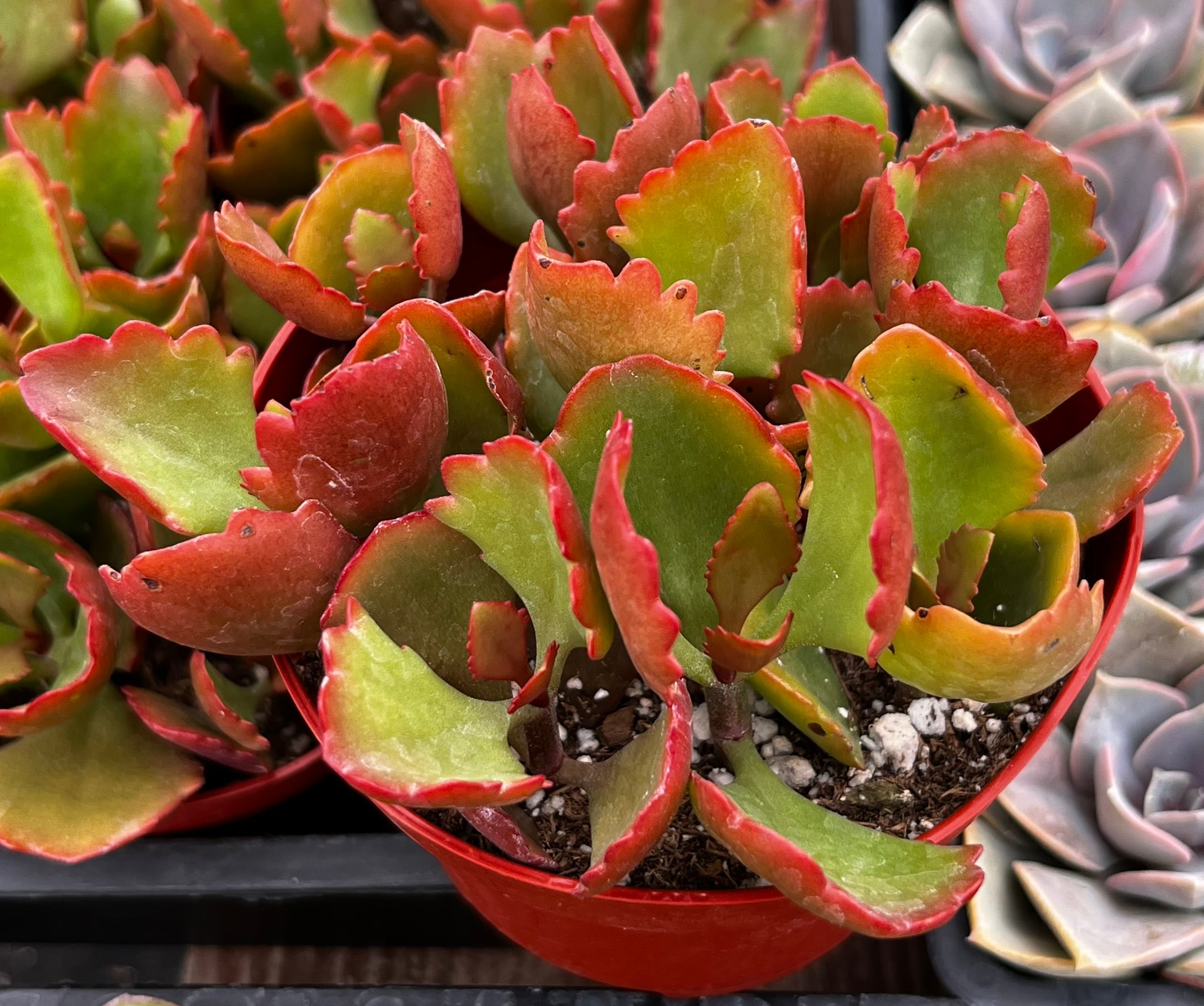 Kalanchoe Longiflora