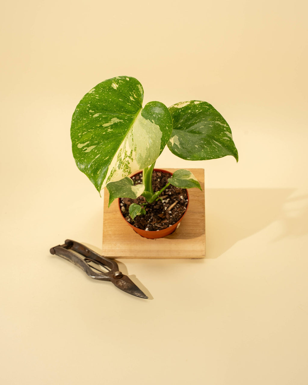 4" Monstera 'Thai Constellation'