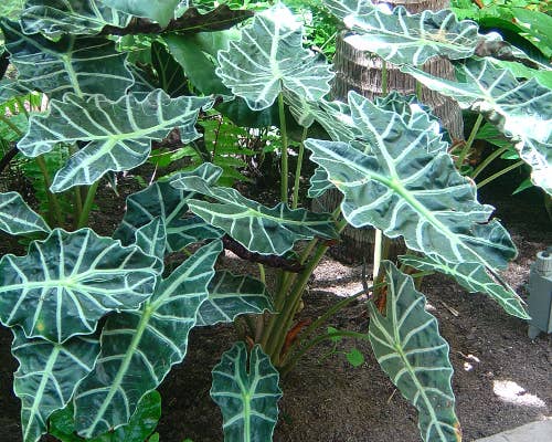 Alocasia Polly.