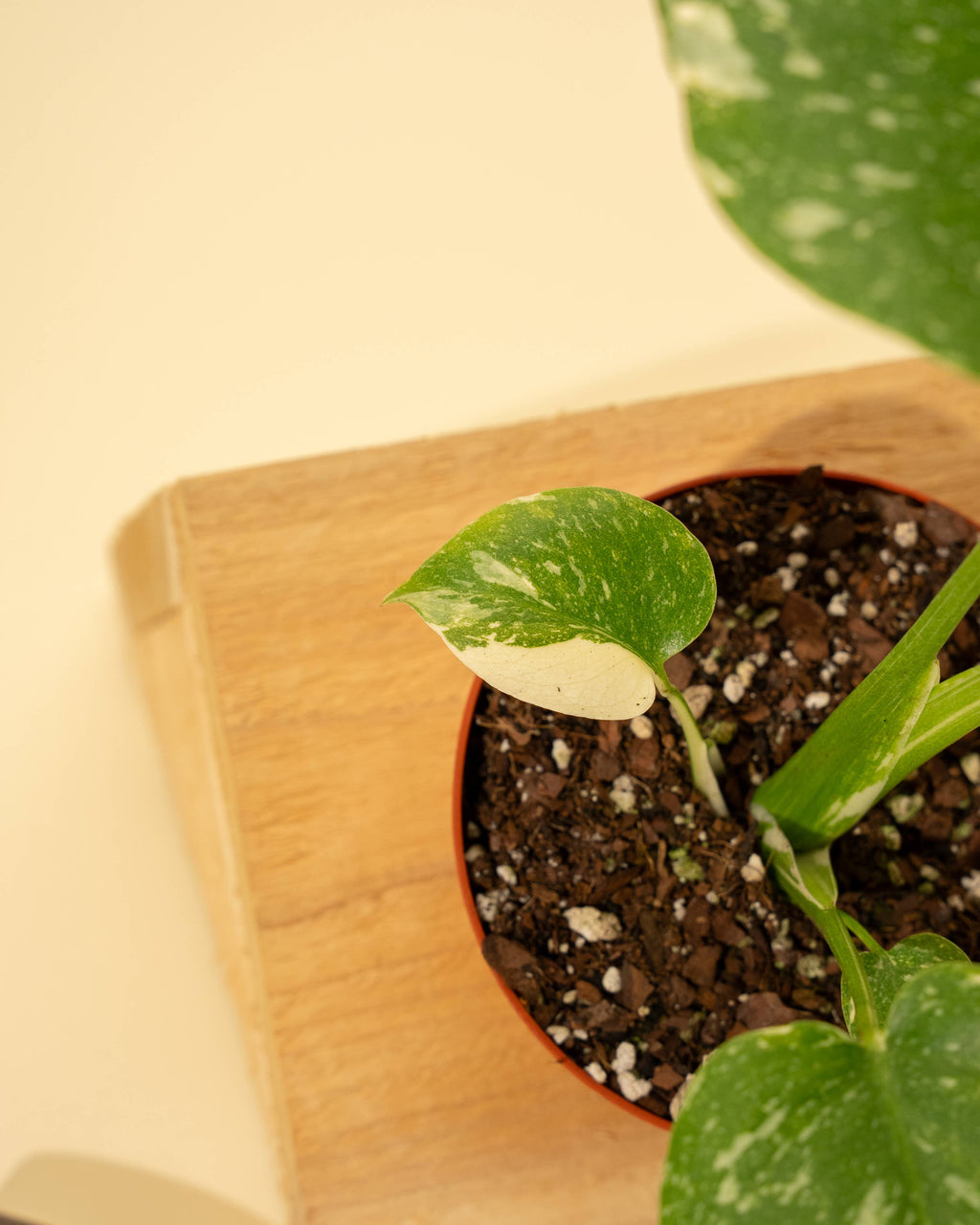 4" Monstera 'Thai Constellation'