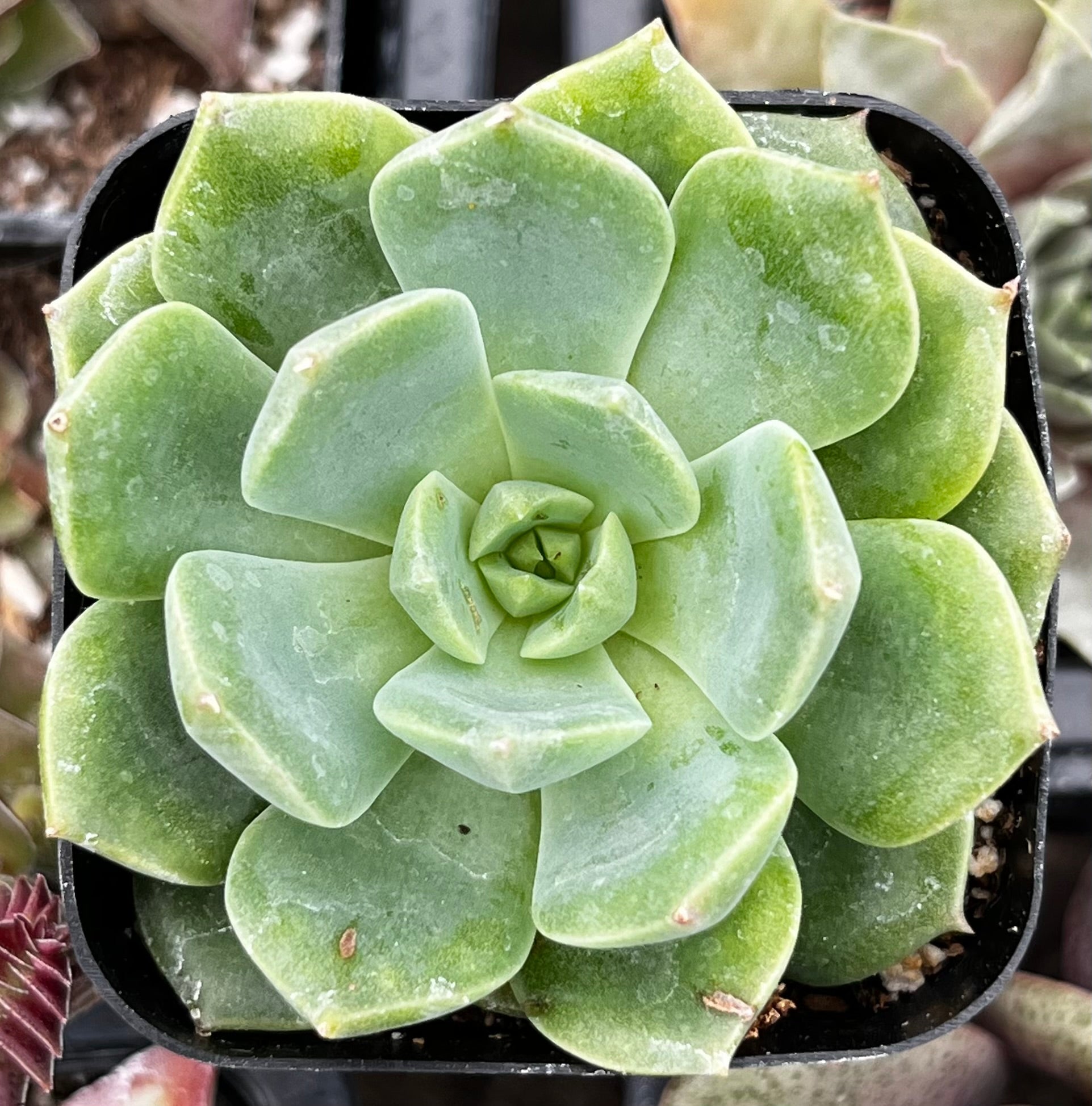 Echeveria Sofia