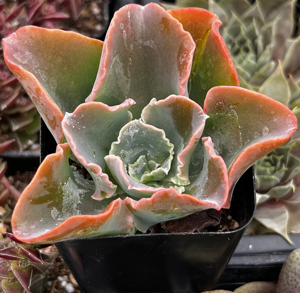 Echeveria Domingo