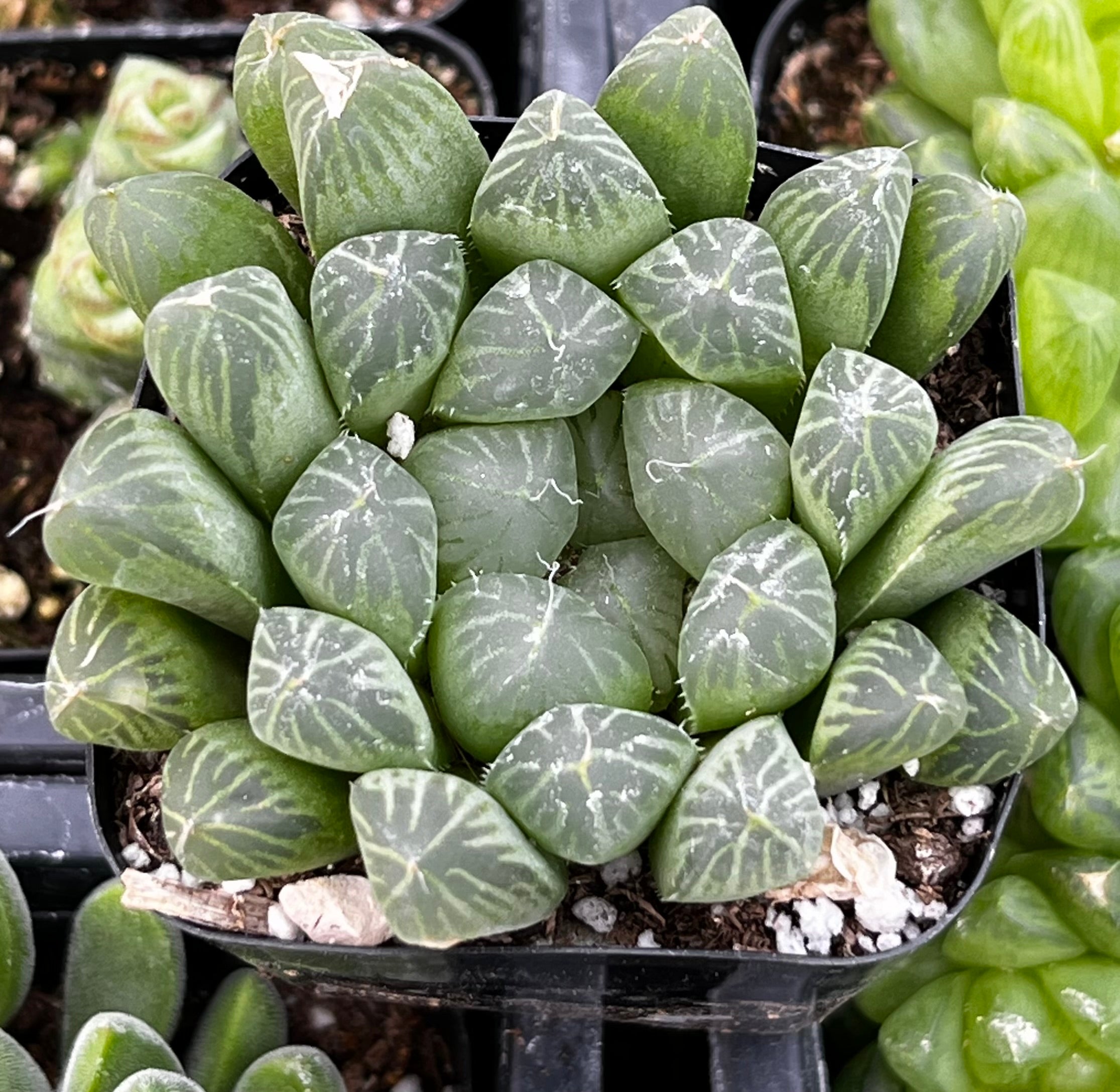Haworthia Cooperi Var Truncata