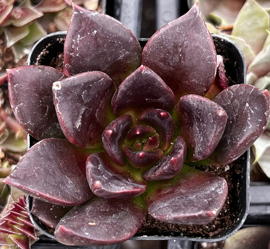 Echeveria Black Prince