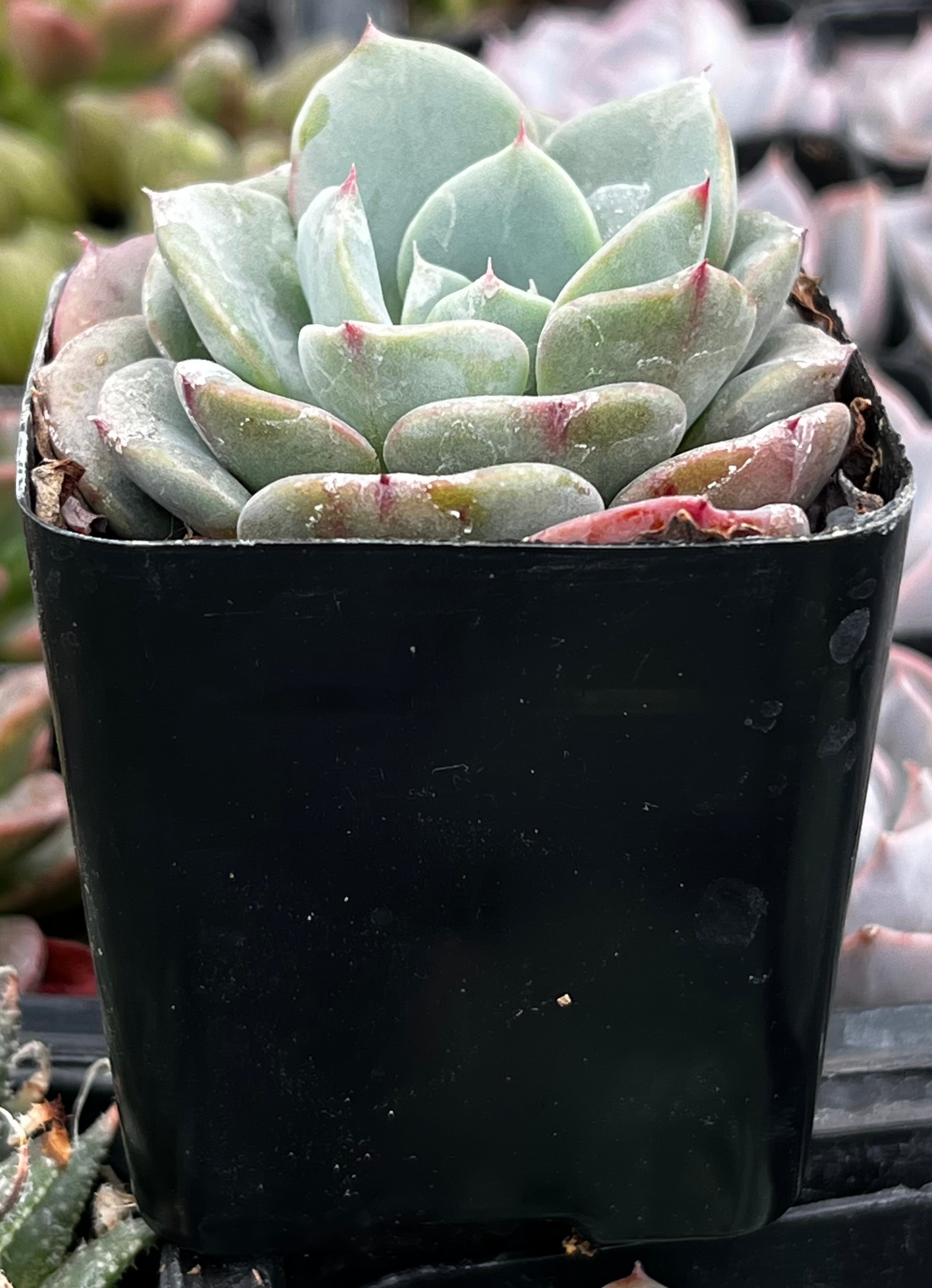 Echeveria Pinwheel