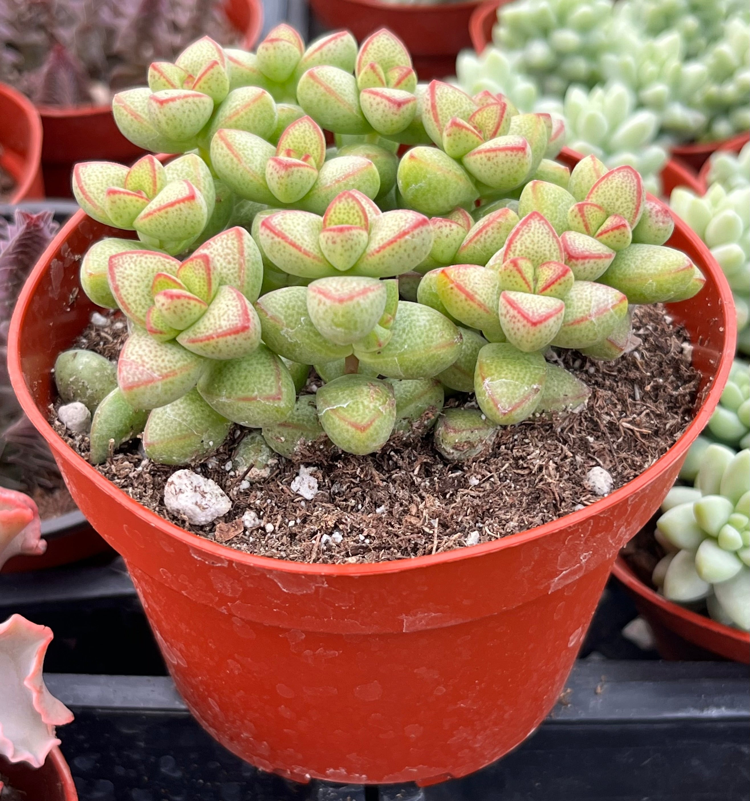 Crassula Brevifolia
