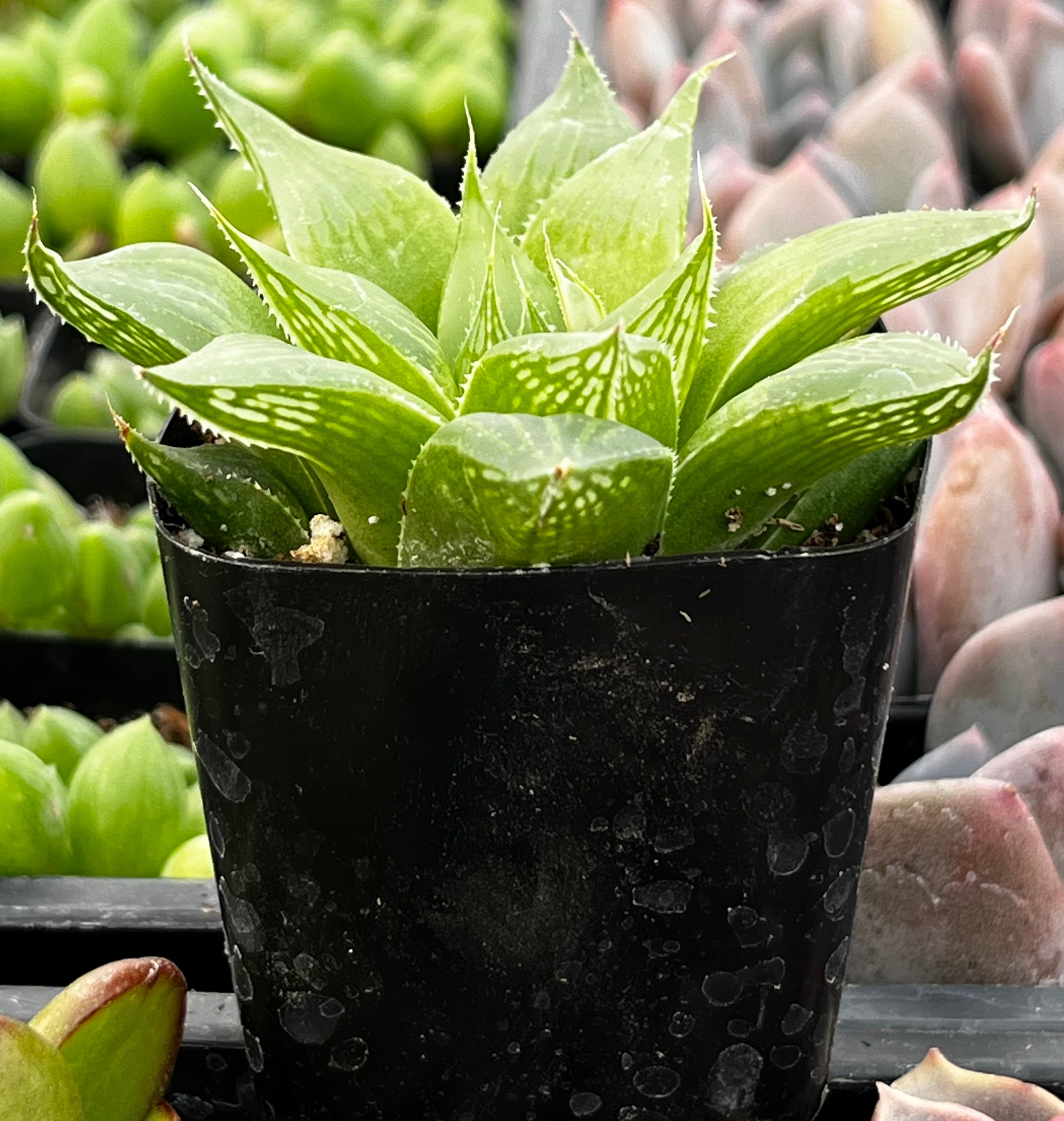 Haworthia Retusa Acuminata