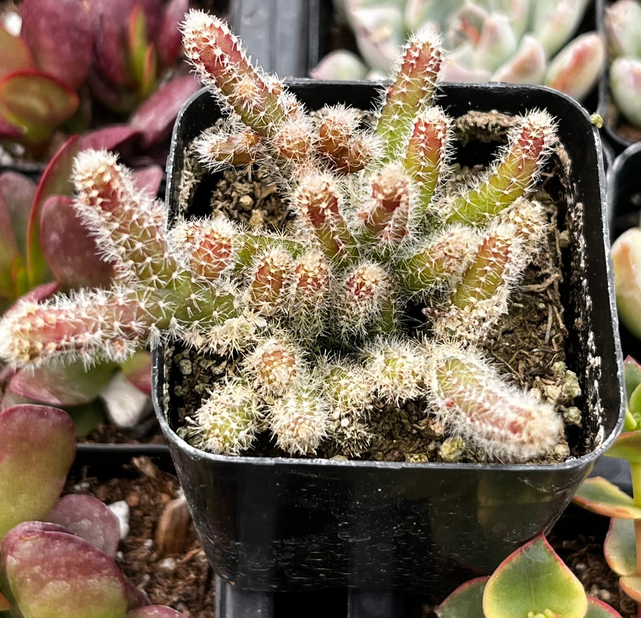 Rhipsalis Baccifera Subsp. Horrida