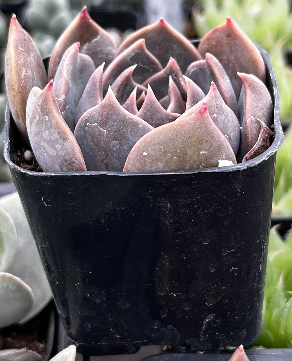 Echeveria Marrom