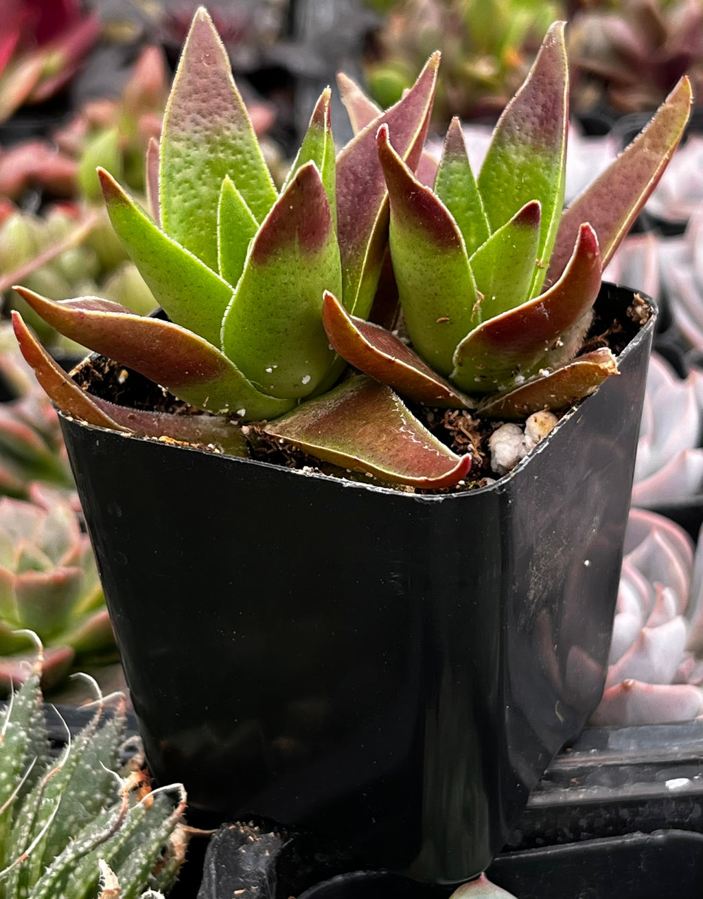 Crassula Red Pagoda