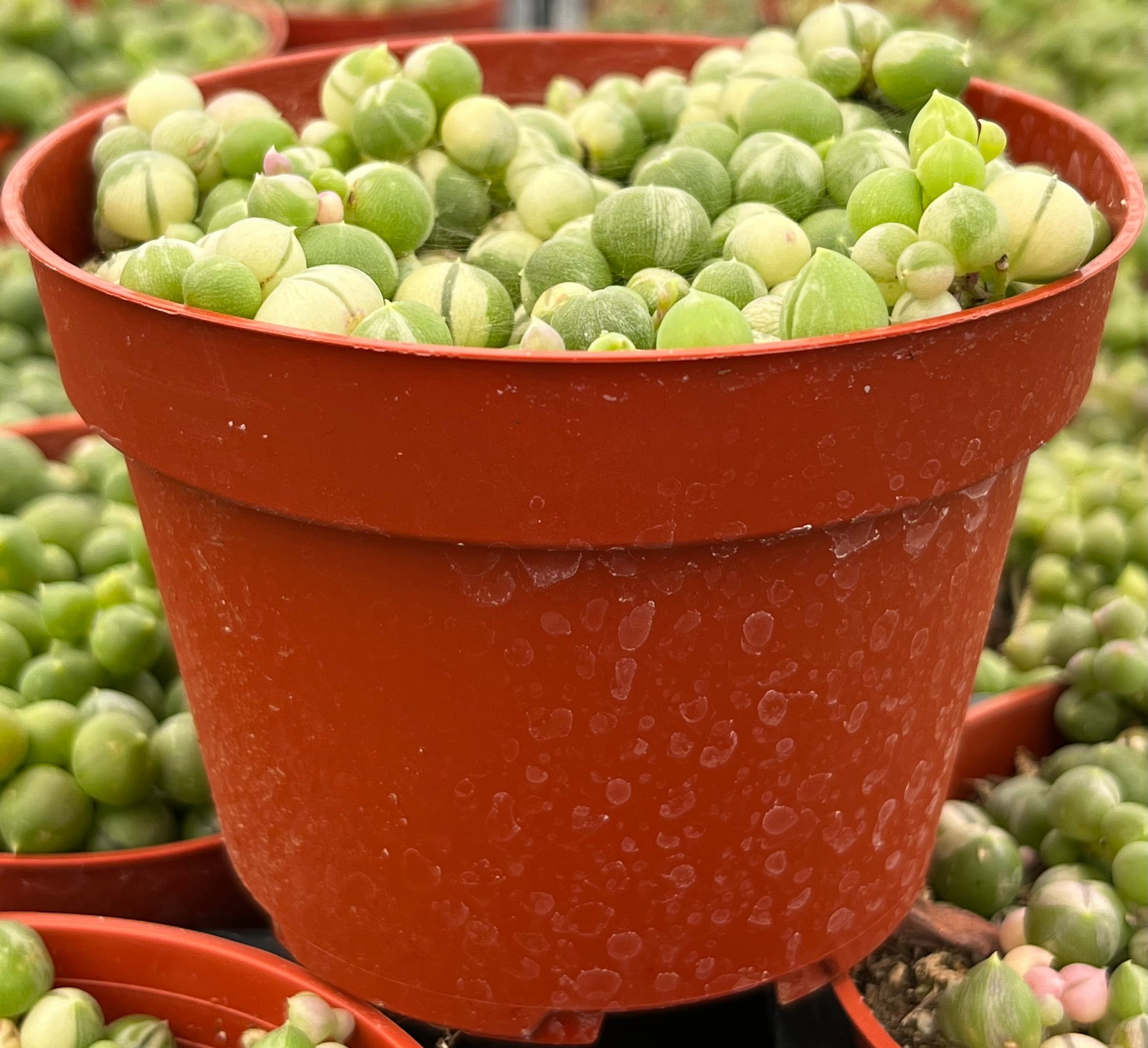 Variegated String of Pearls