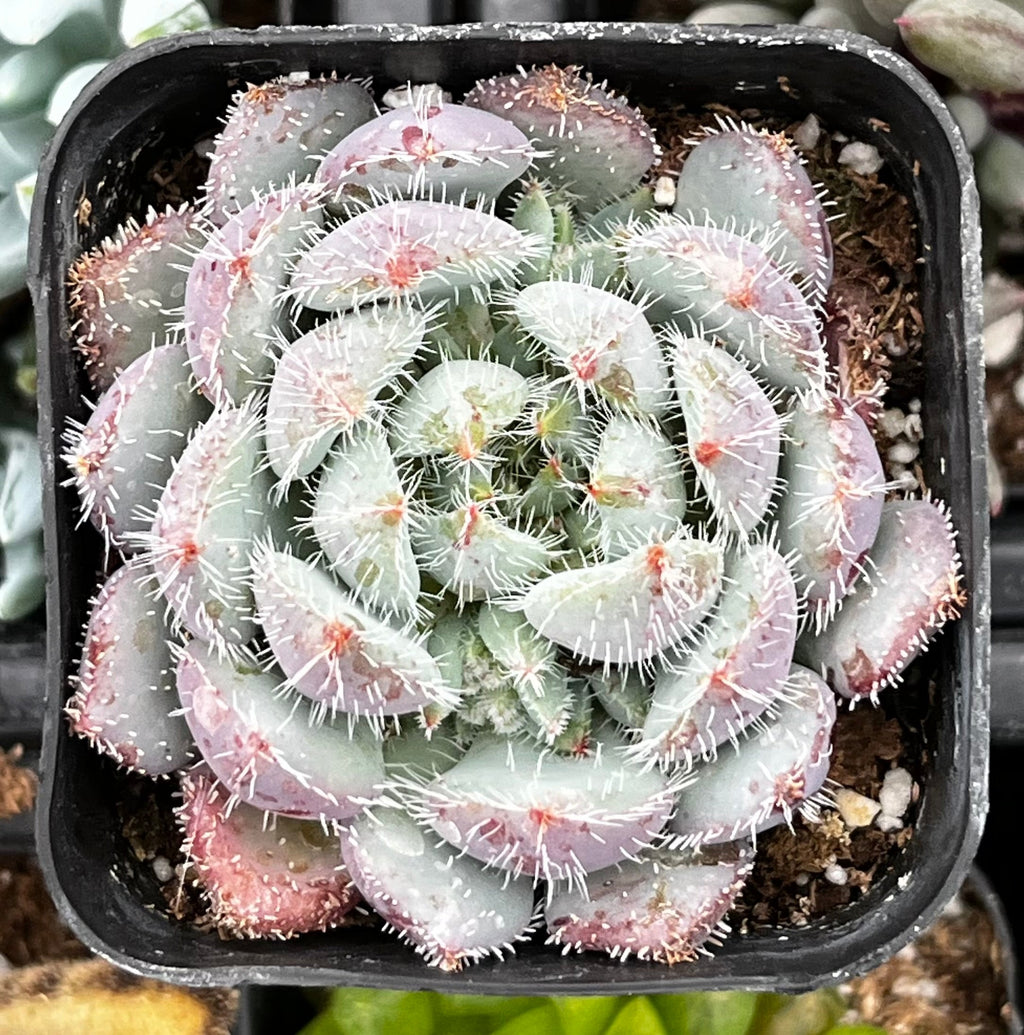 Echeveria Setosa Var. Deminuta
