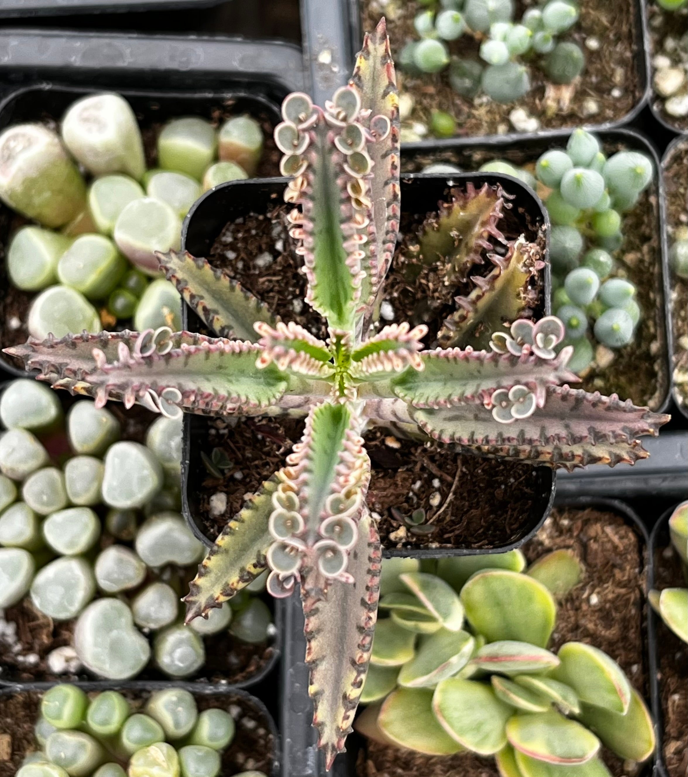 Mother of Millions