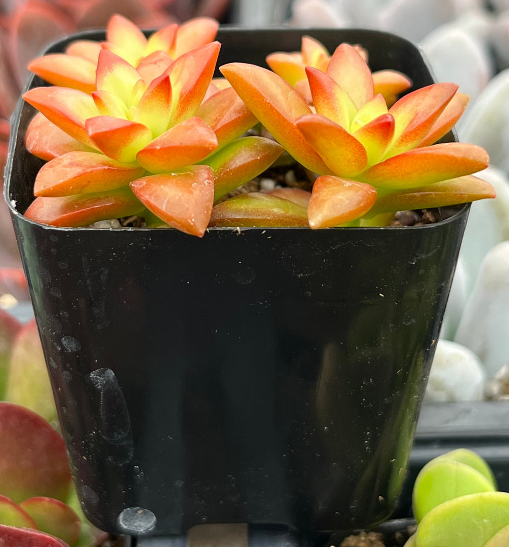 Sedum Shooting Stars