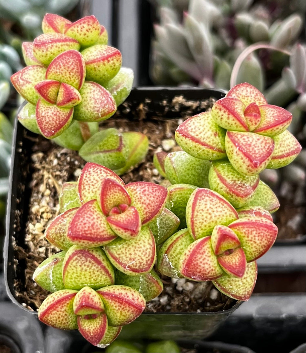 Crassula Brevifolia