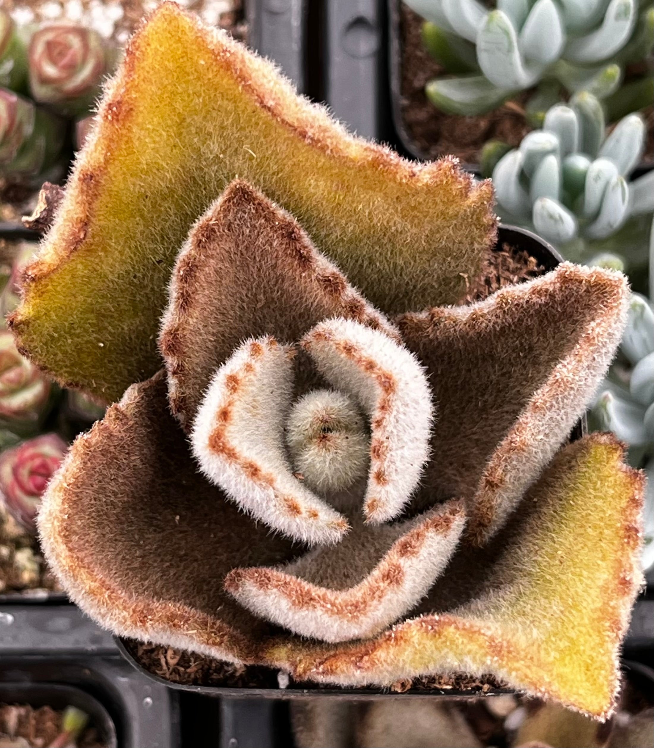 Kalanchoe Beharensis Fang