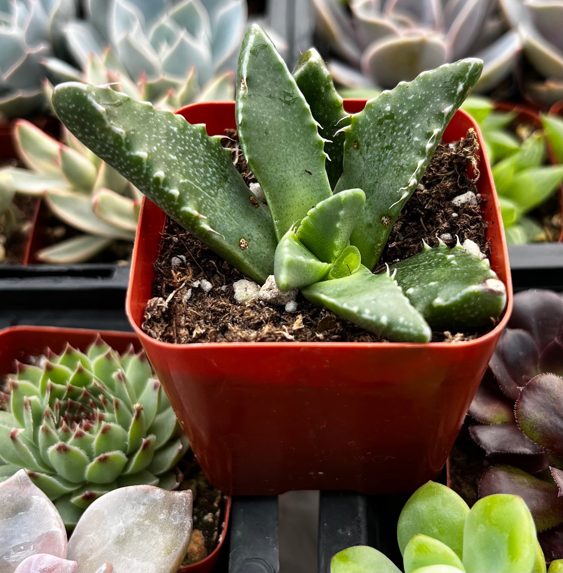Crassula Tiger's Jaw