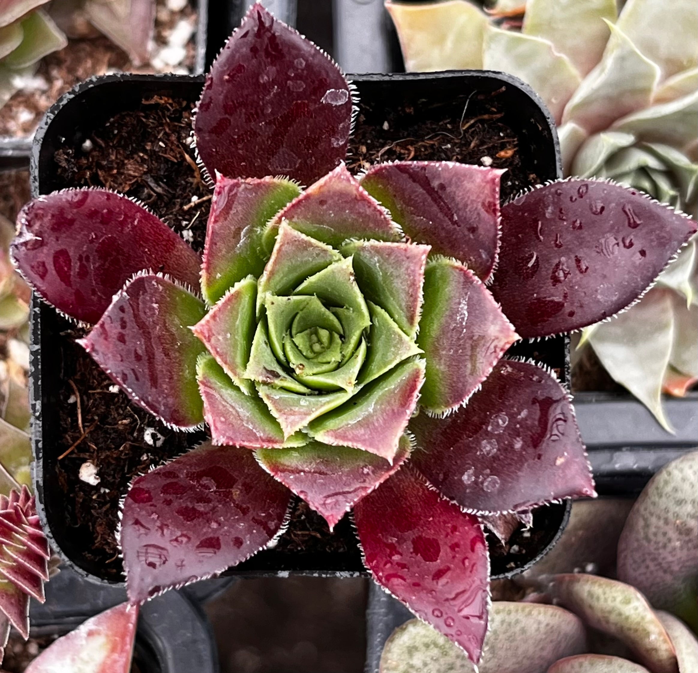 Sempervivum Devon Jewel