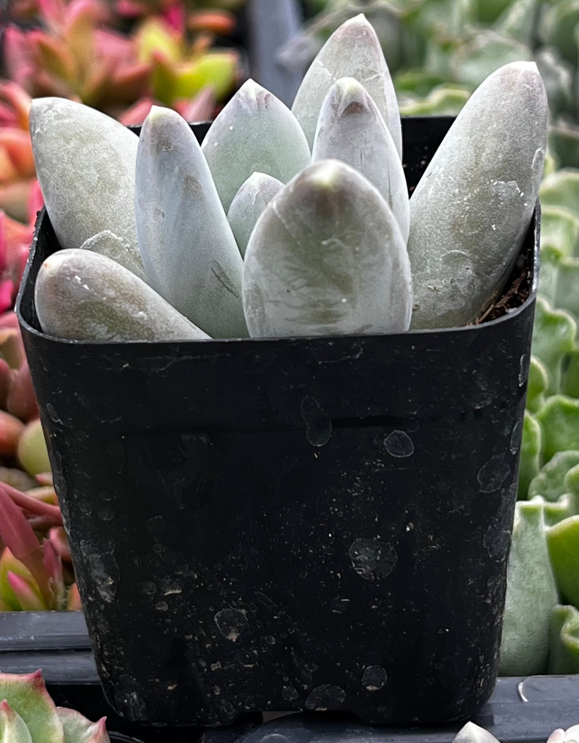 Pachyphytum Buster