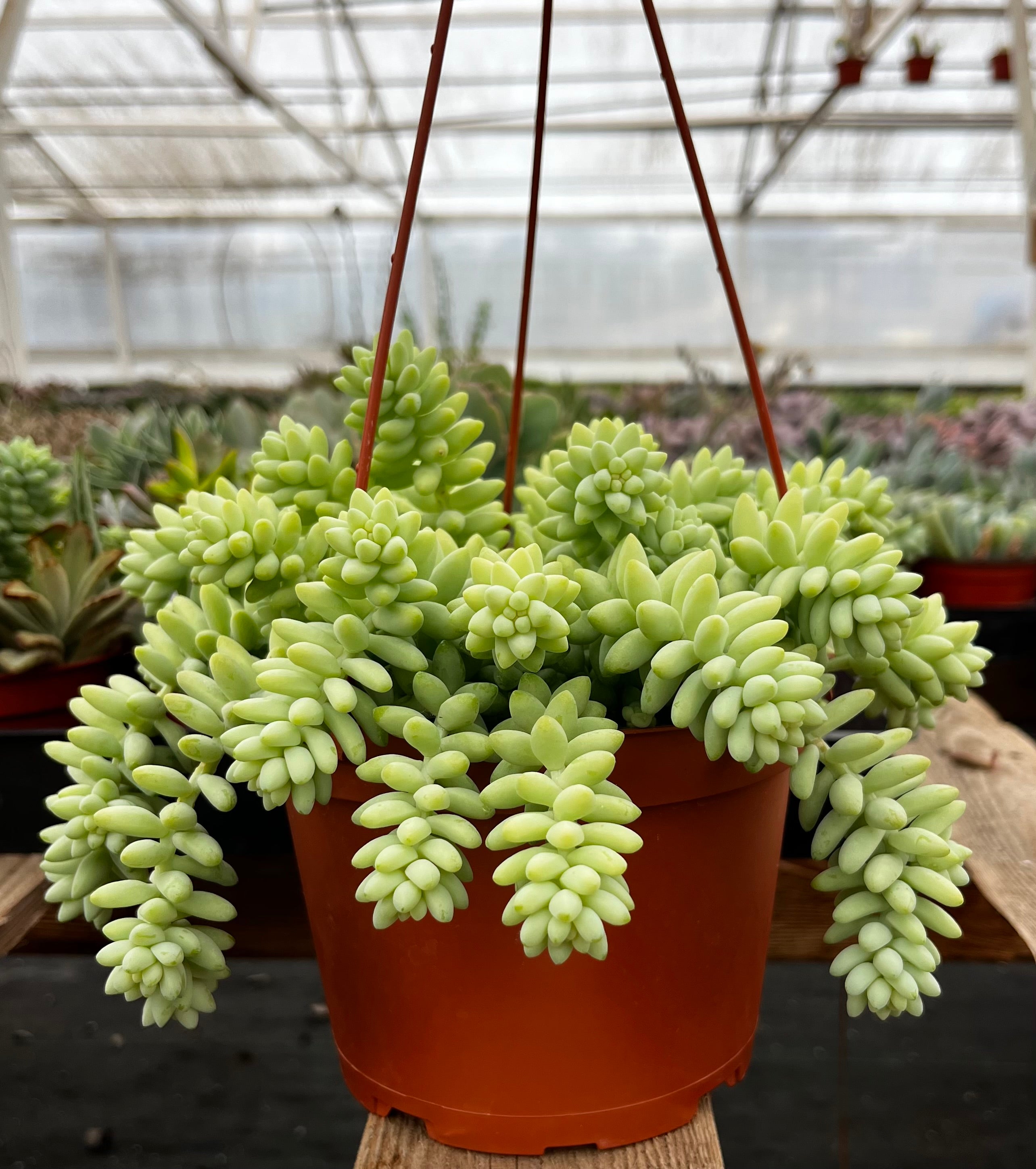 Sedum Donkey's Tail
