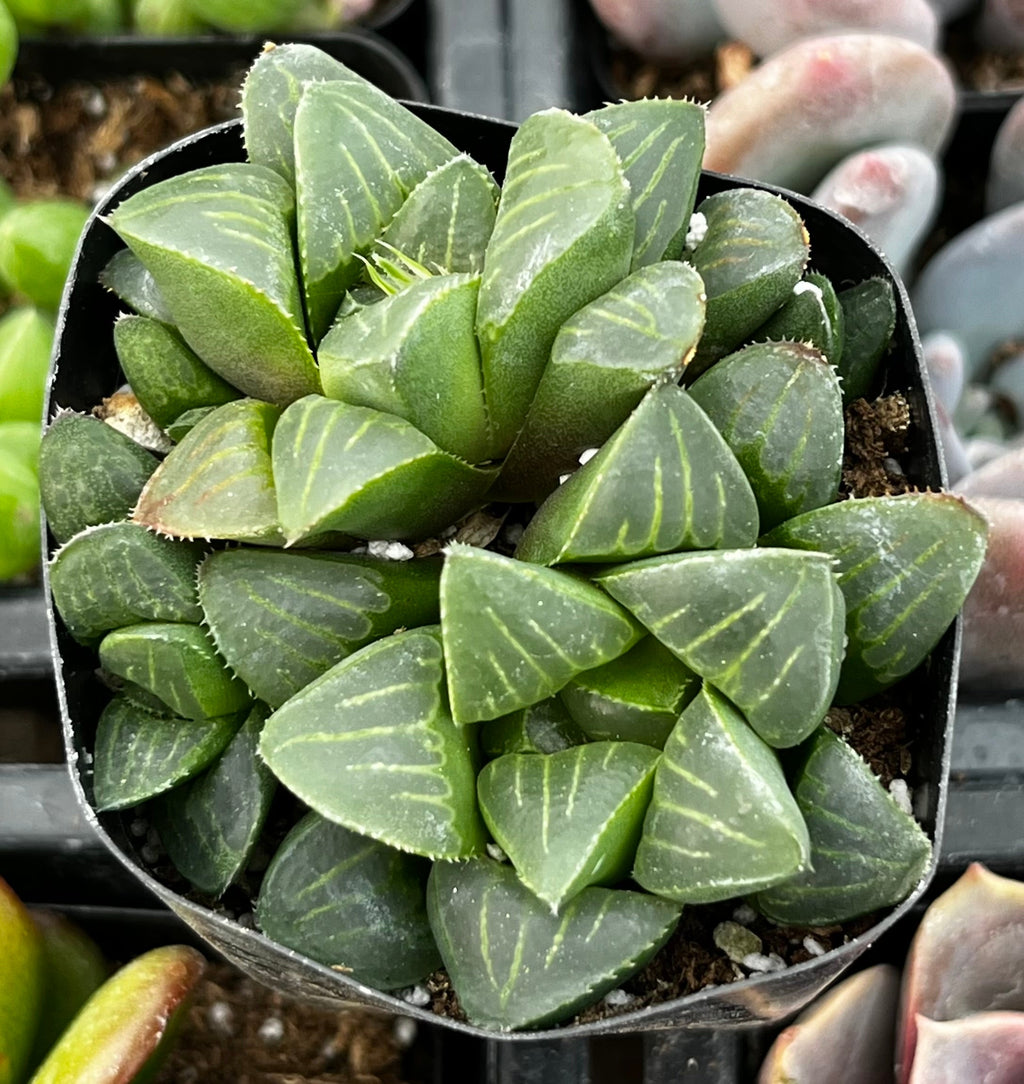 Haworthia Pygmaea