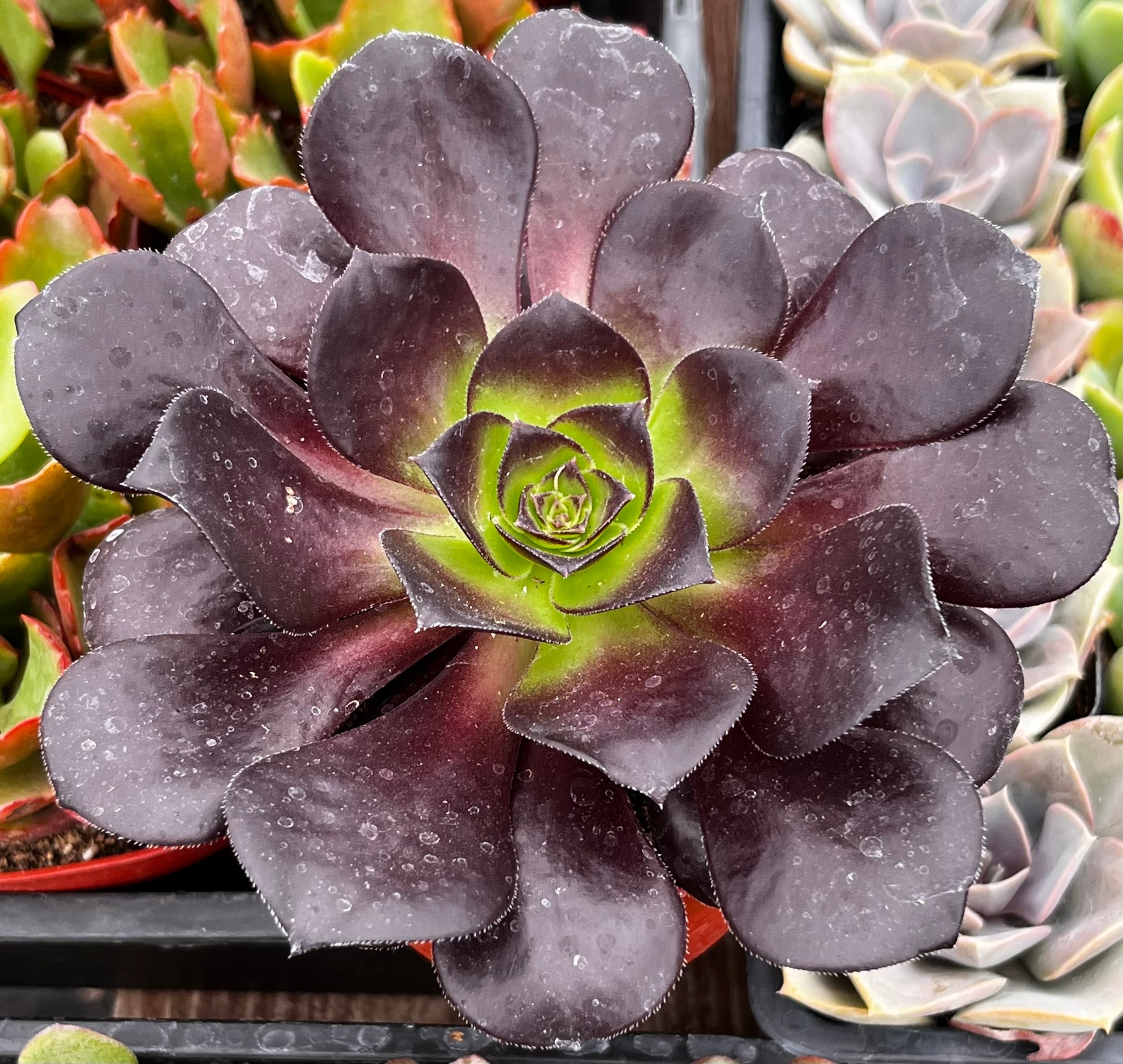 Aeonium Black Rose Zwartkop