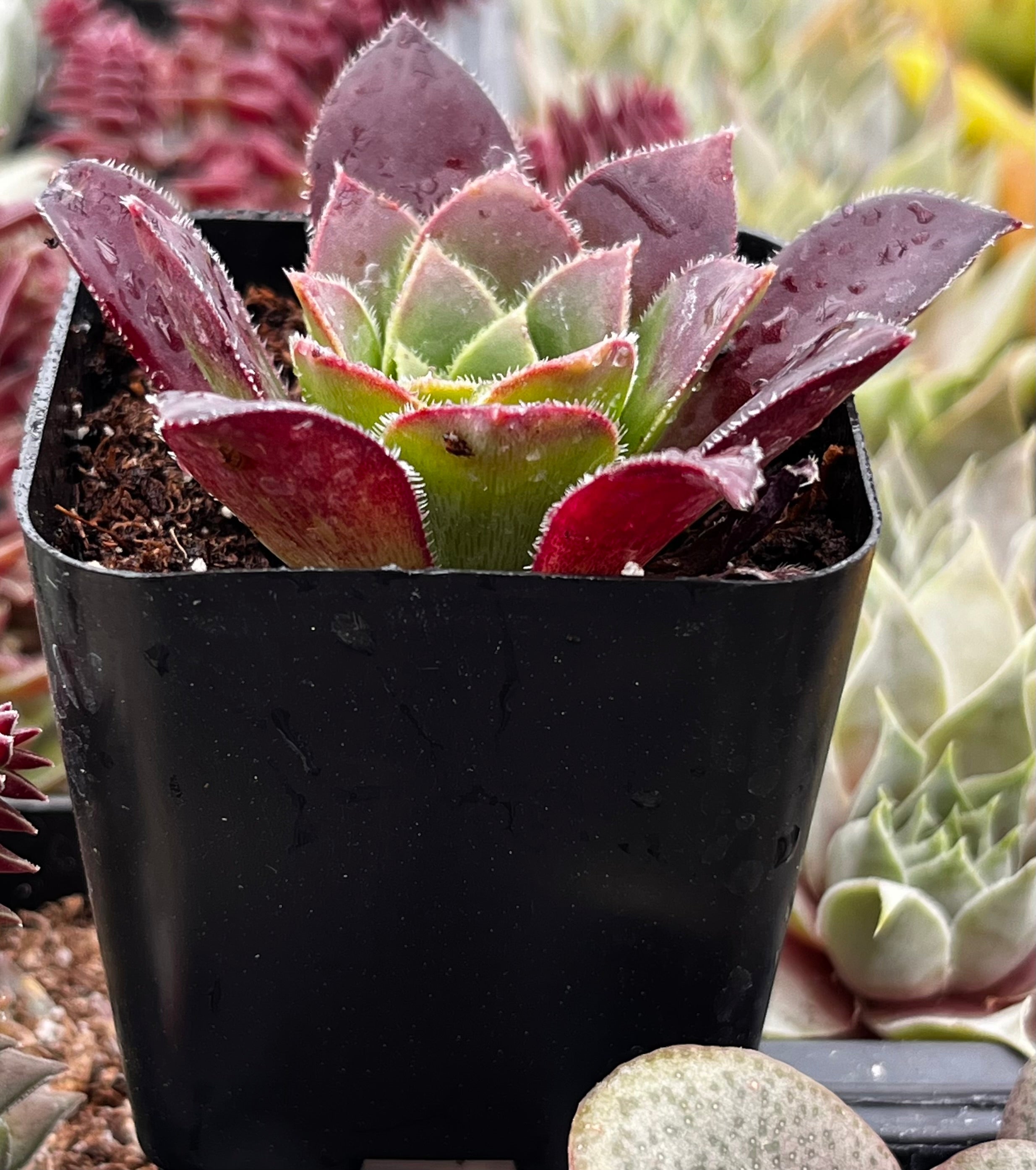 Sempervivum Devon Jewel