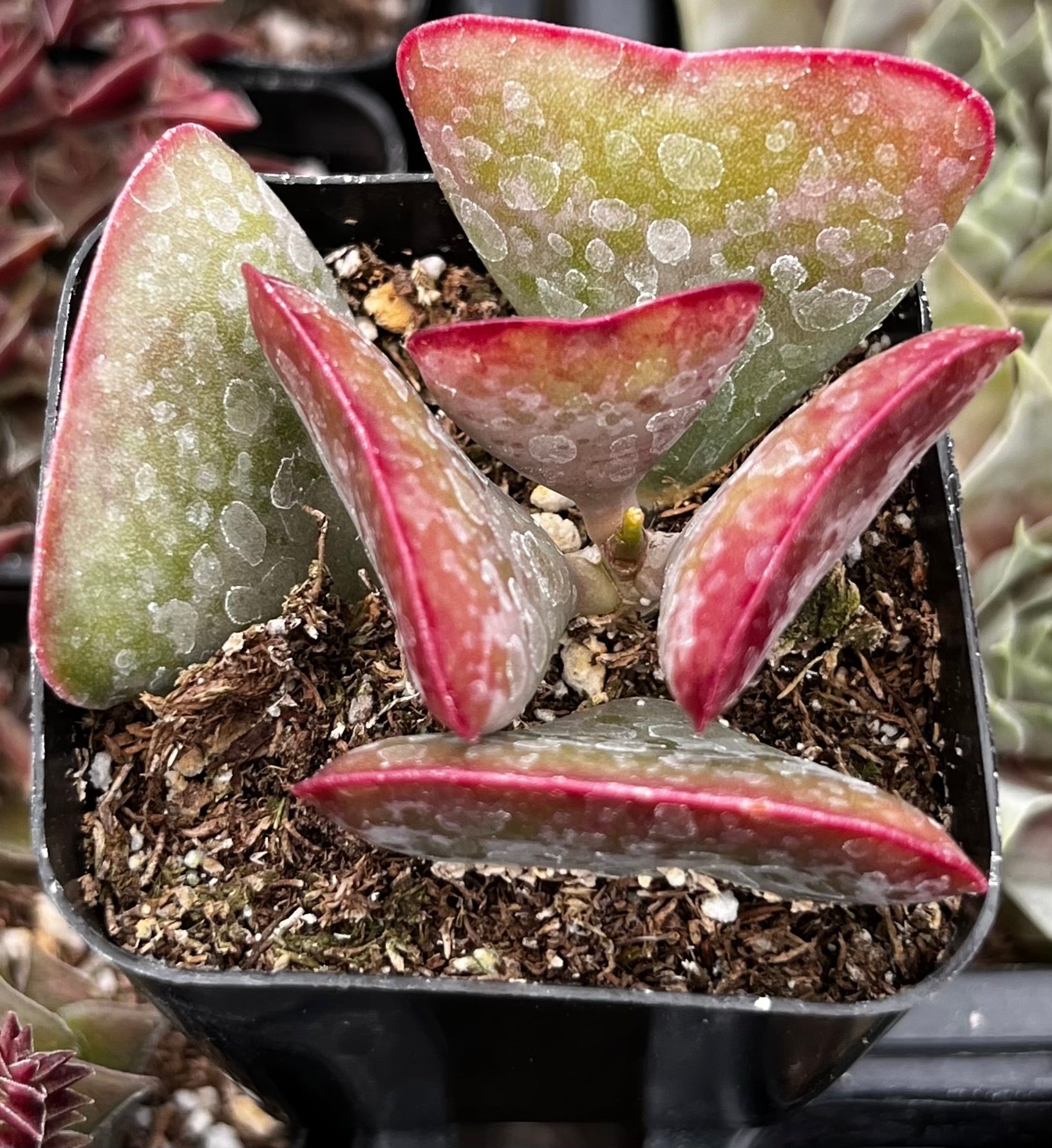 Adromischus Triflorus Calico Hearts