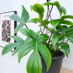 10” Philodendron Florida Green hanging basket