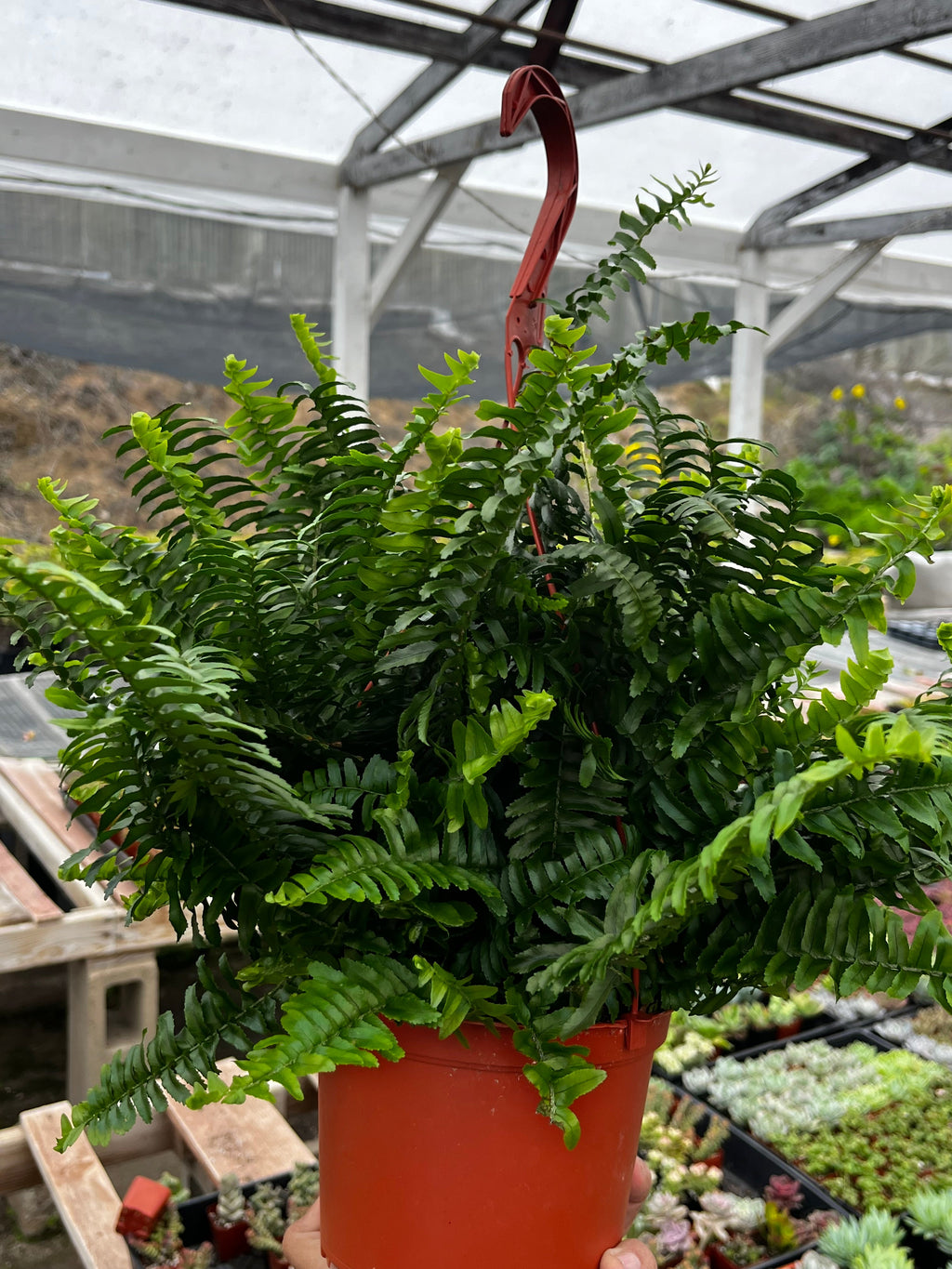Indoor Hanging Fern Plant