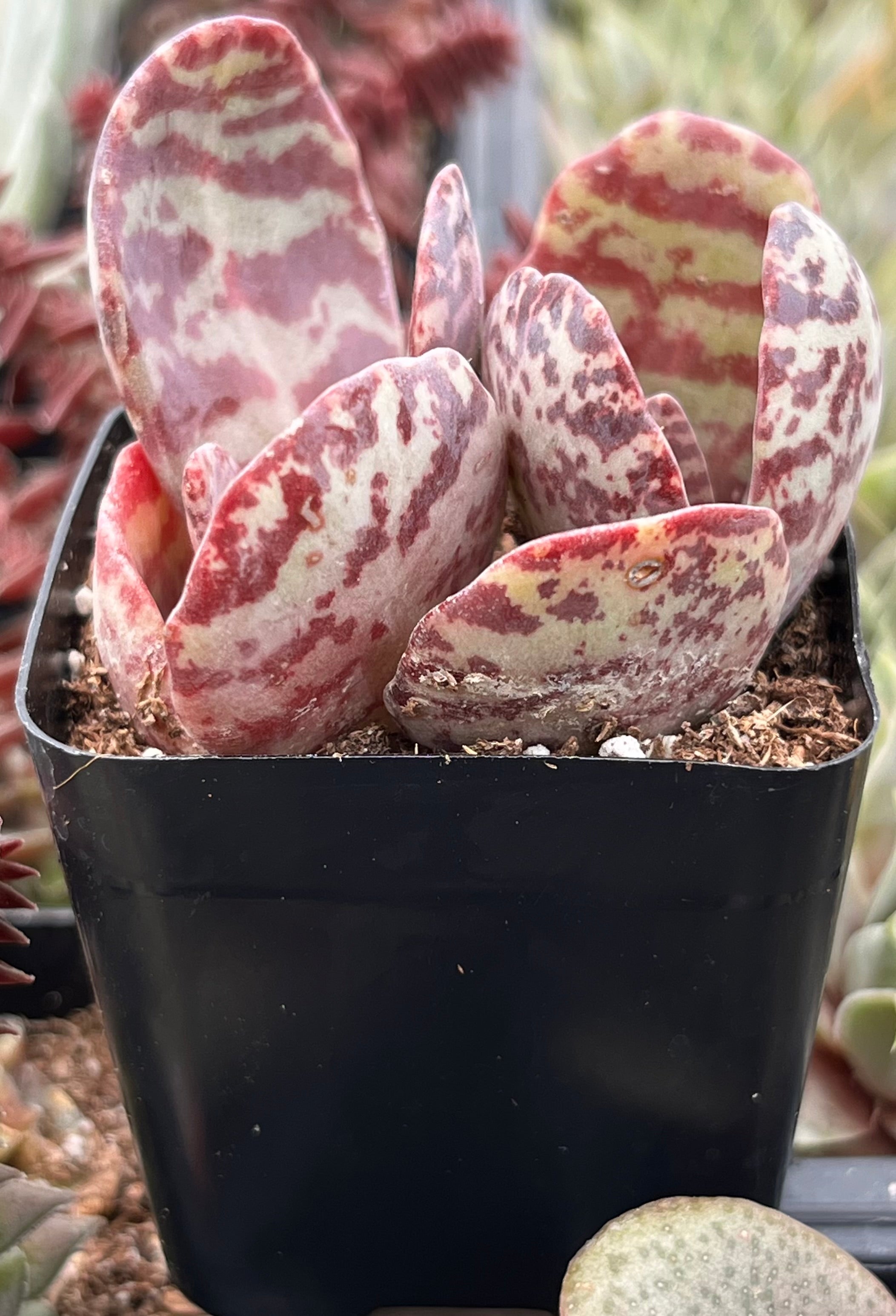 Kalanchoe Humilis Desert Surprise