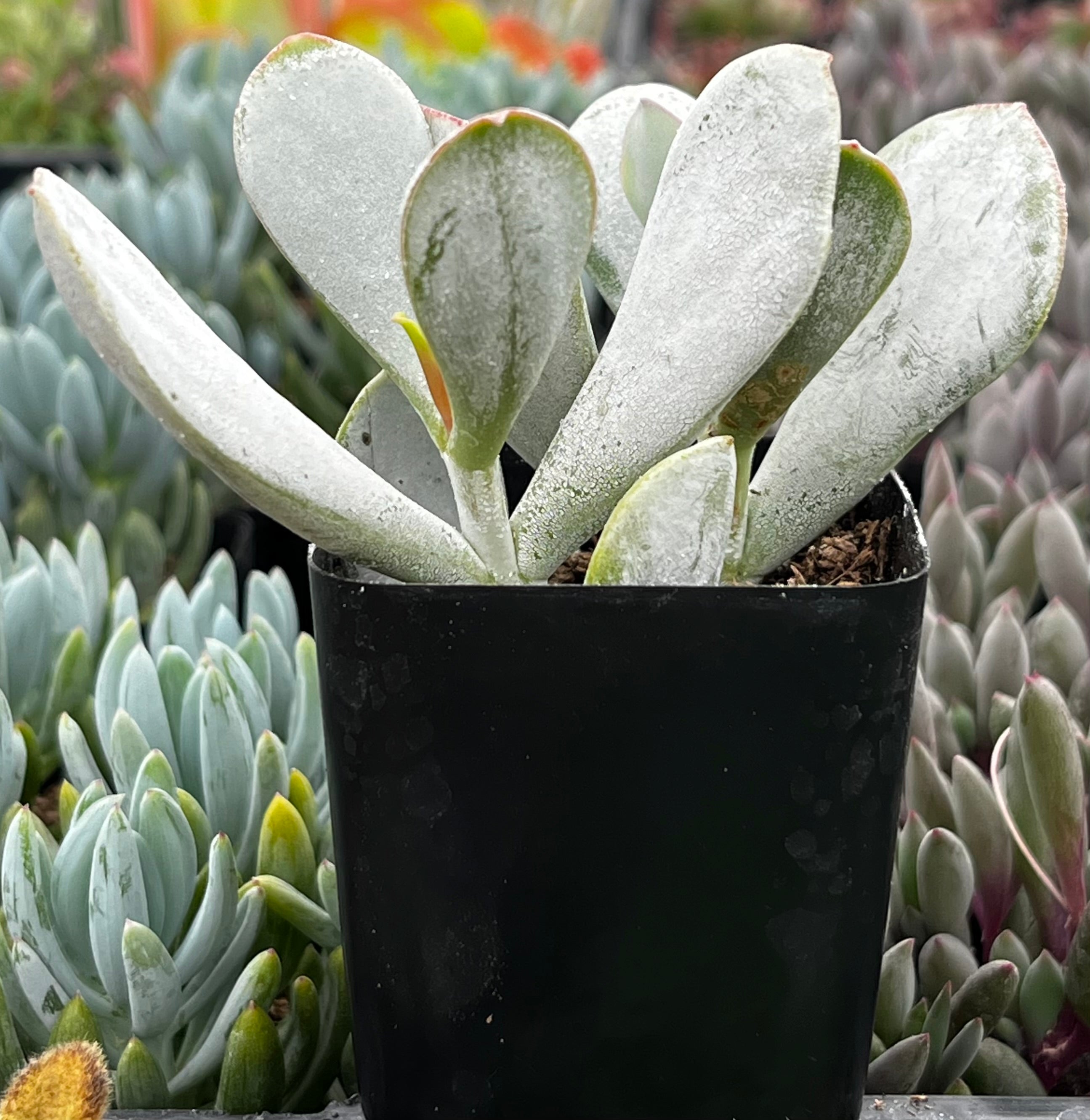 Cotyledon Orbiculata Pig's Ear