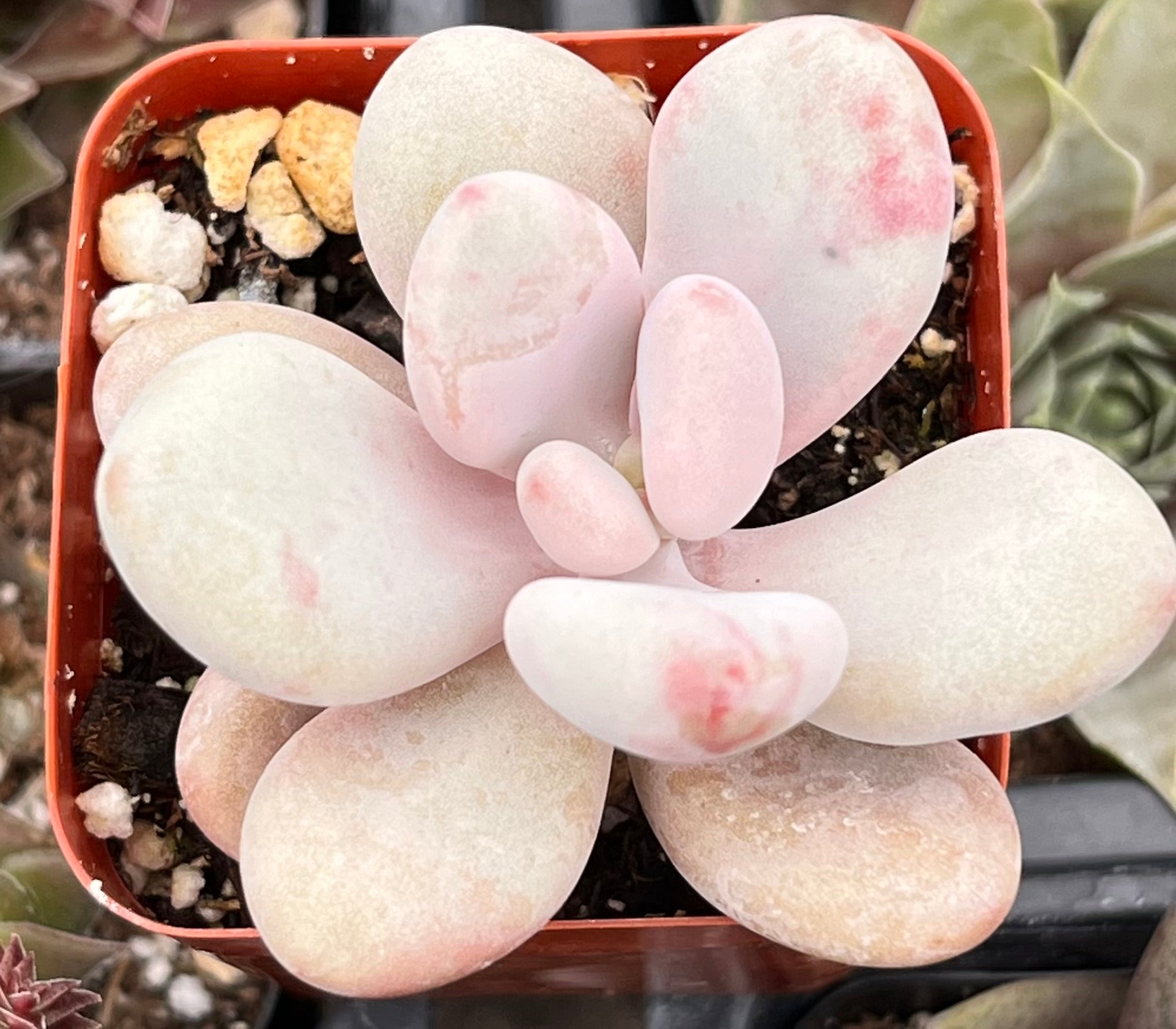 Pink Moonstone Pachyphytum