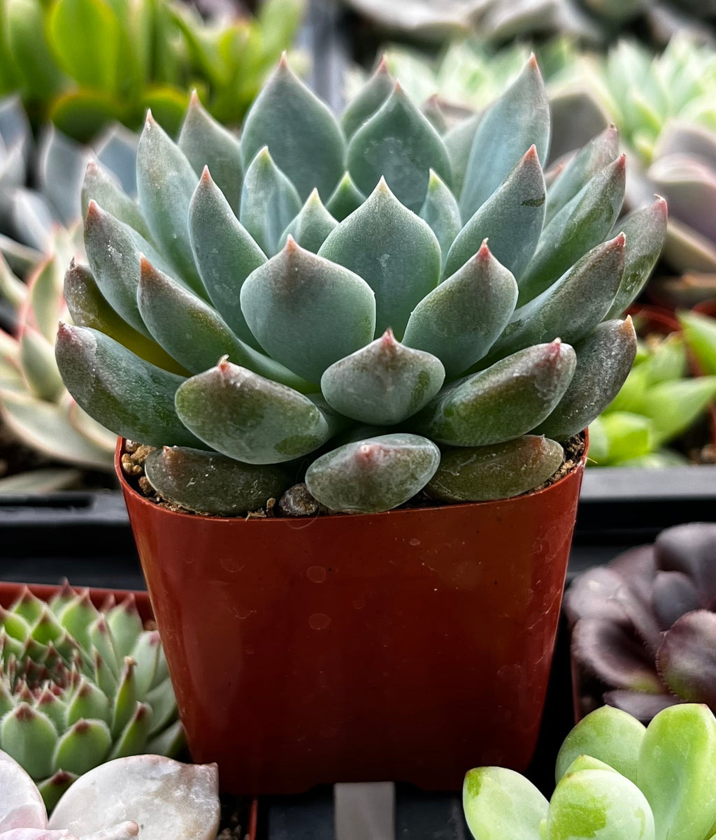 Echeveria Blue