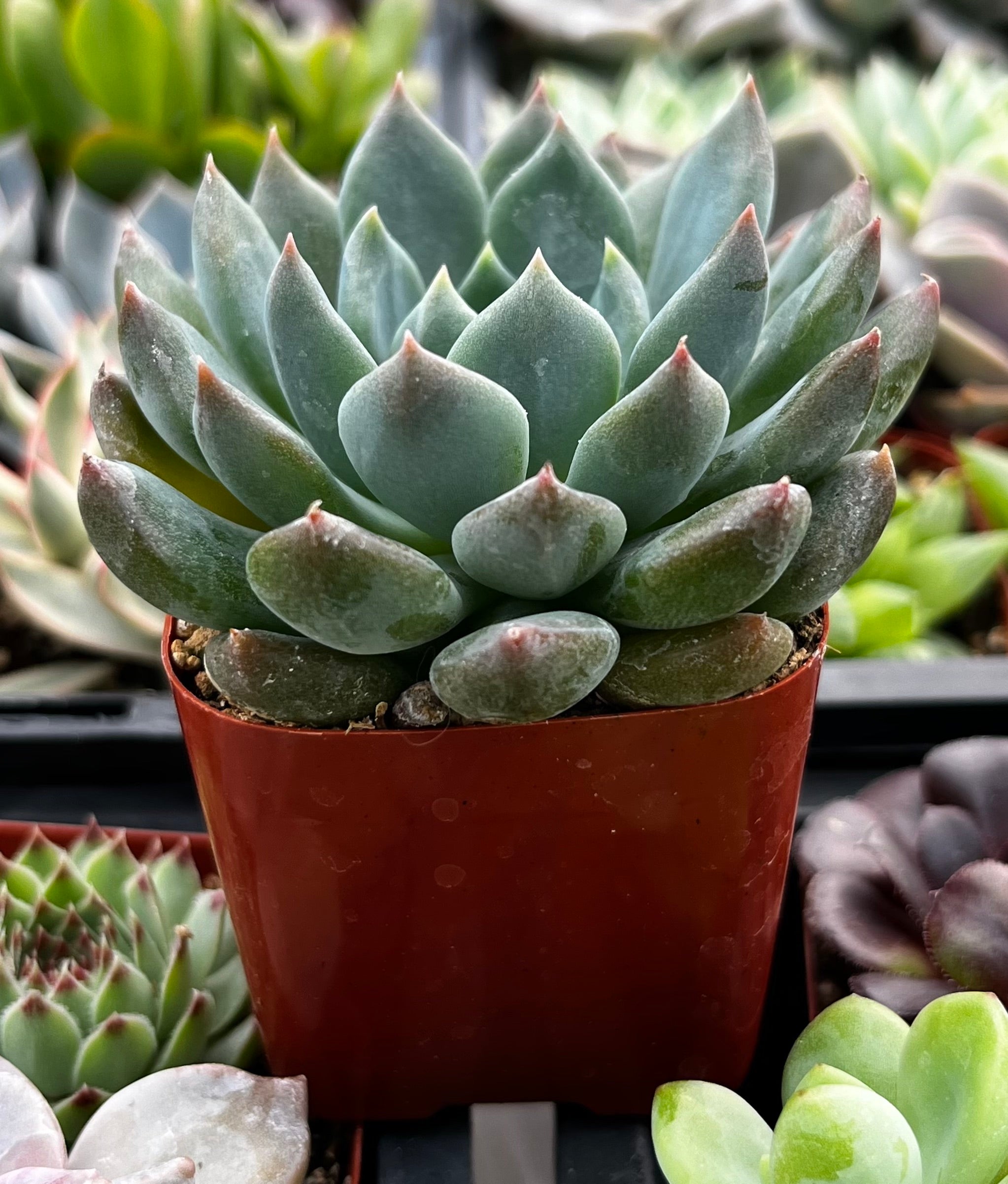 Echeveria Blue