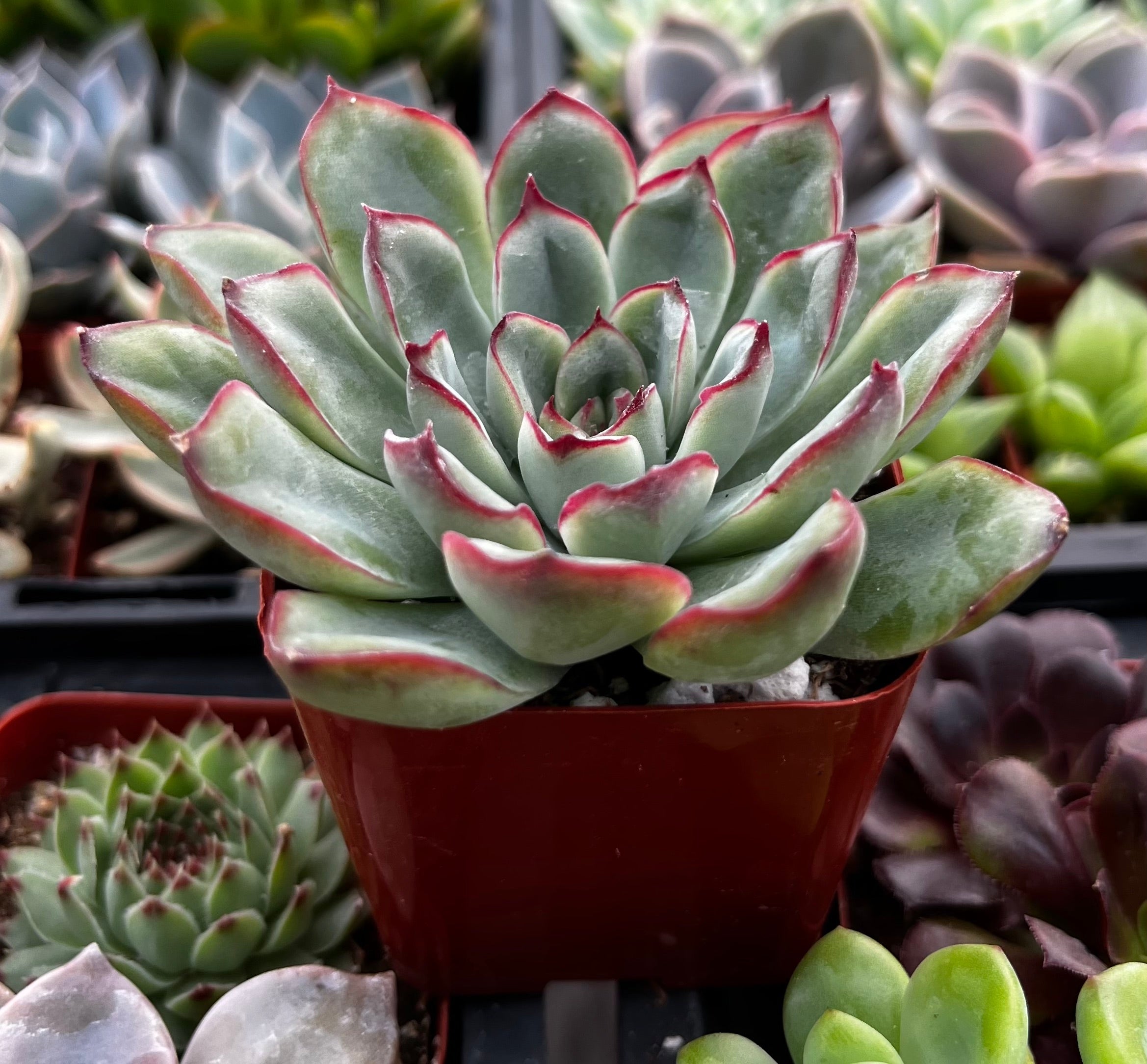 Echeveria Pulido
