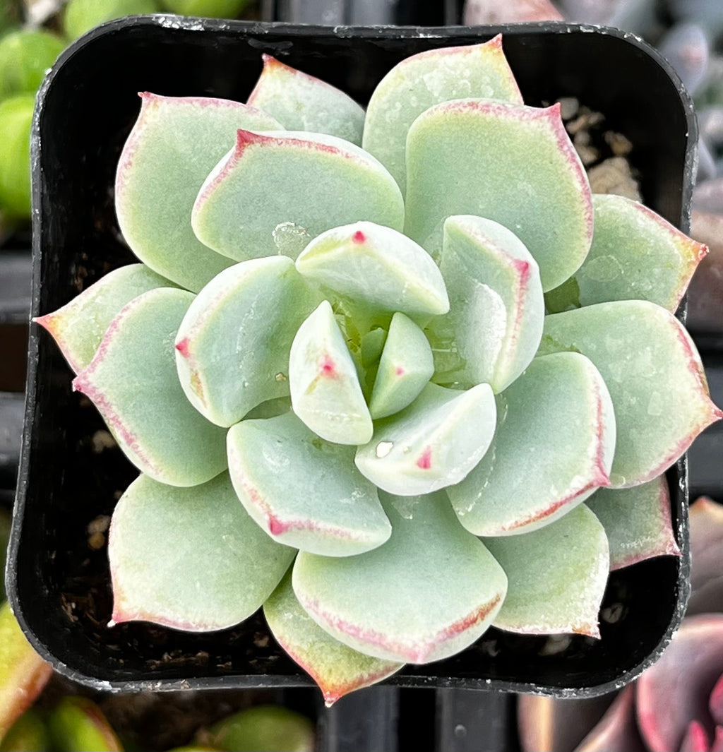Echeveria Tippy Pink